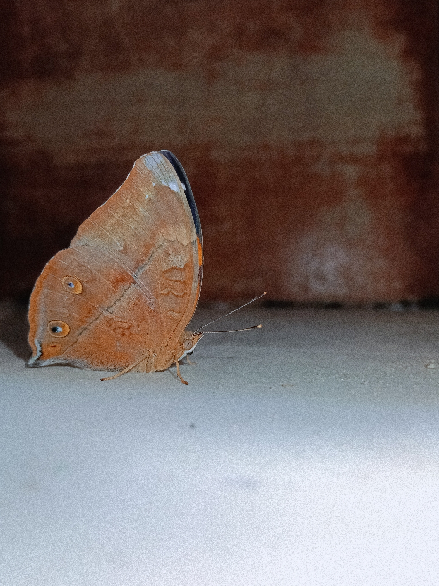 A Junonia almana butterfly is perched on a flat, white surface. The butterfly is light brown with a darker brown pattern on its wings. It has two prominent eyespots on each forewing. The butterfly's wings are folded upright. The background is a blurred, textured surface, appearing to be a wall or brick, with brown and beige tones. Given the request for the location, the specific details of the background would not be conclusive to indicate a location within the city of Lhokseumawe, Indonesia. The image's focus is predominantly on the butterfly.