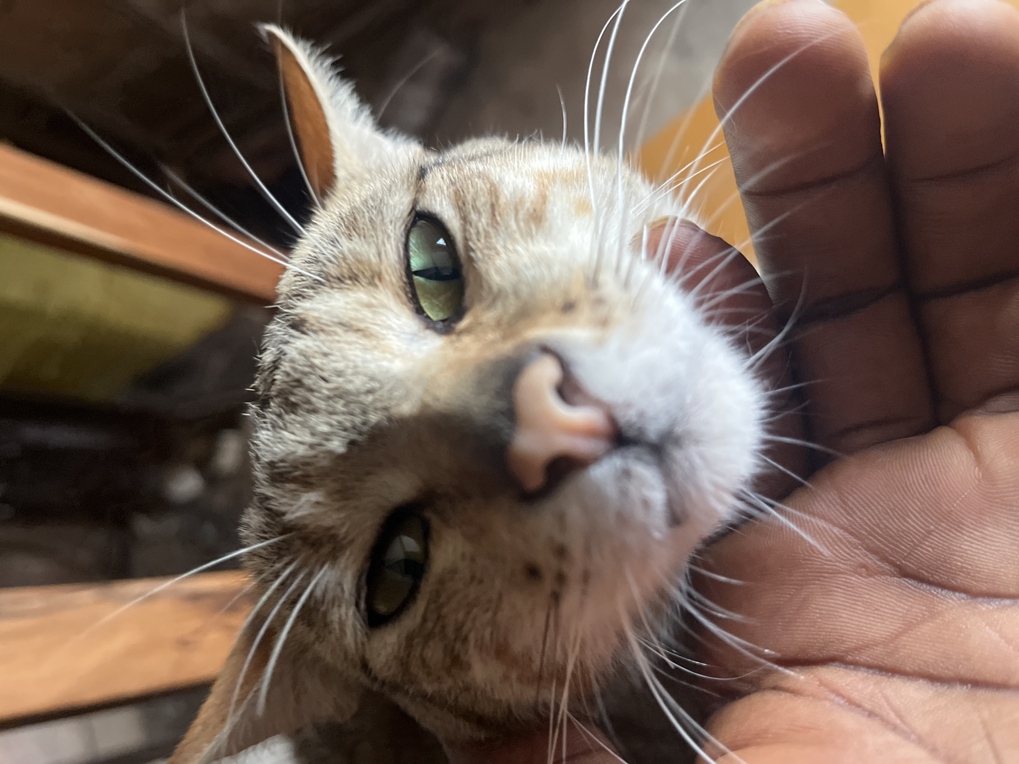 The image is a close-up shot of a cat's face, held by a person's hand. The cat has tabby markings and green eyes. The background is blurred and appears to be indoors, possibly with wooden furniture visible. The hand holding the cat is dark-skinned. The image does not provide any information about the location of Jos, Nigeria.
