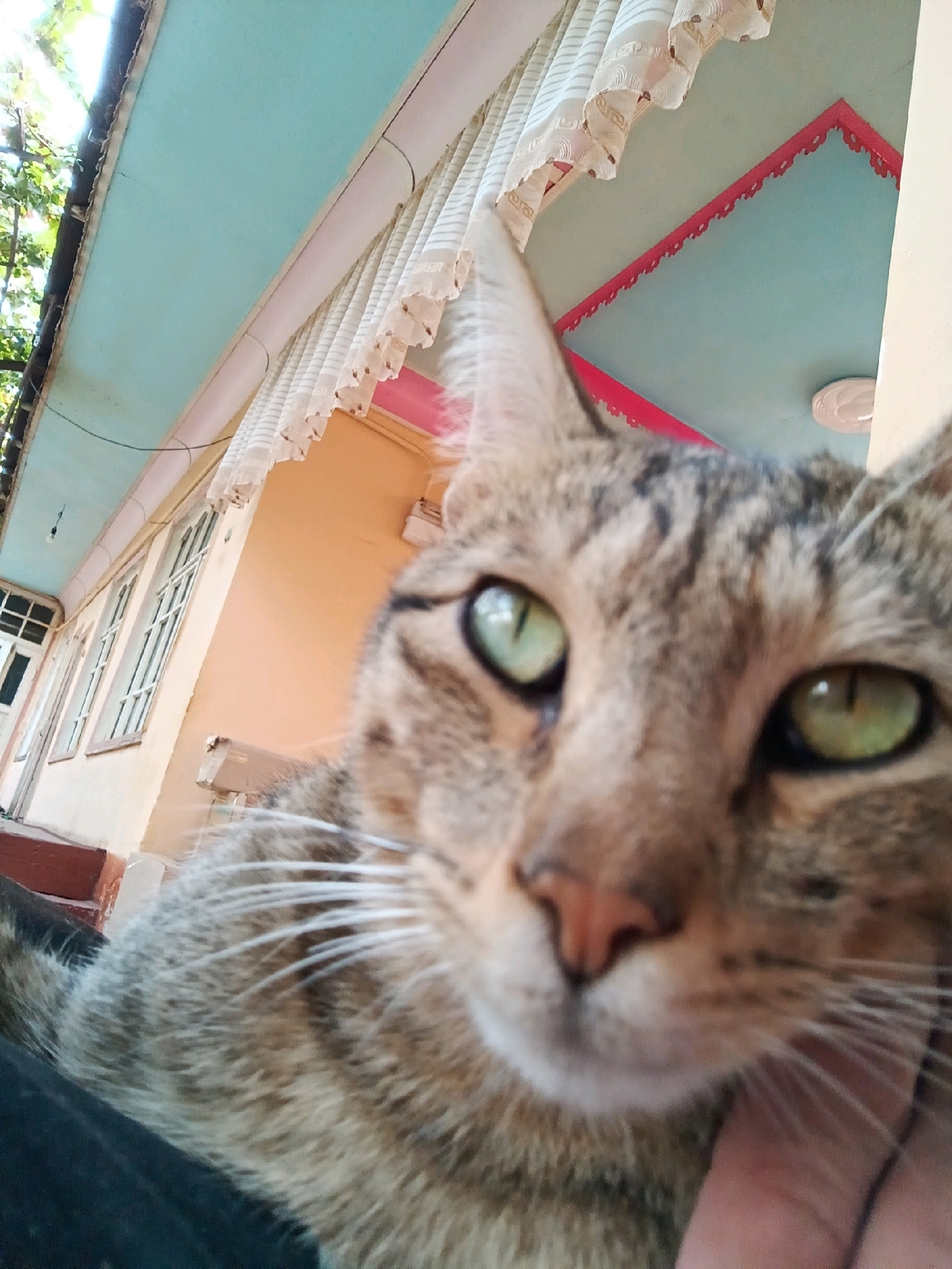The image is a close-up, selfie-style photograph of a tabby cat with striking green eyes. The cat's face is in sharp focus, filling the majority of the frame, with its head tilted slightly to the left. Its fur exhibits a pattern of brown and black stripes. A human hand is visible on the right side of the frame, gently touching the cat's chin.
In the background, partially out of focus, is the exterior of a building. The building has a light orange-colored wall and several windows with white frames. Above the windows, a light blue awning or overhang is visible, decorated with a pink trim and scalloped fabric. Trees with green foliage can be seen in the upper left corner, suggesting an outdoor setting. A portion of a white curtain or valance hangs from the awning. The scene suggests a domestic or residential setting, possibly a home or a guesthouse.
The specific location of Qalacha, Uzbekistan, is not visually evident from the provided image. The image depicts typical architectural features and natural elements that could be found in various locations.