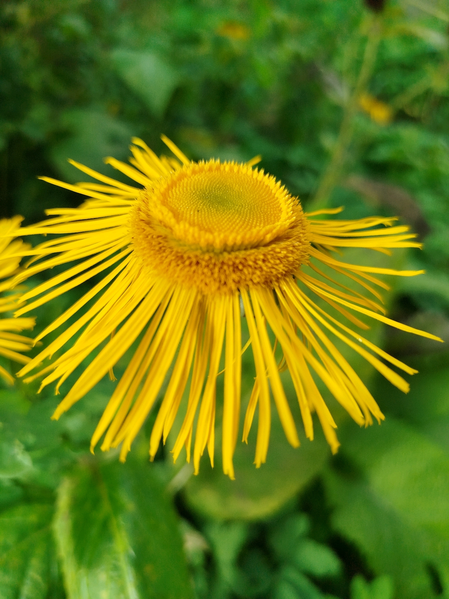 This is a close-up, eye-level shot of a bright yellow flower, possibly a type of aster or daisy, with many thin petals radiating outwards from a central disc. The flower is slightly tilted, with its petals fanning out to the right and left. The background is a soft, blurred wash of green foliage, suggesting an outdoor setting in a garden or natural environment. The image does not contain any people or specific landmarks that would indicate a location in Chkalovskoye SNT, Russia. The focus is entirely on the intricate details of the flower, highlighting its texture and vibrant color against the muted green backdrop.