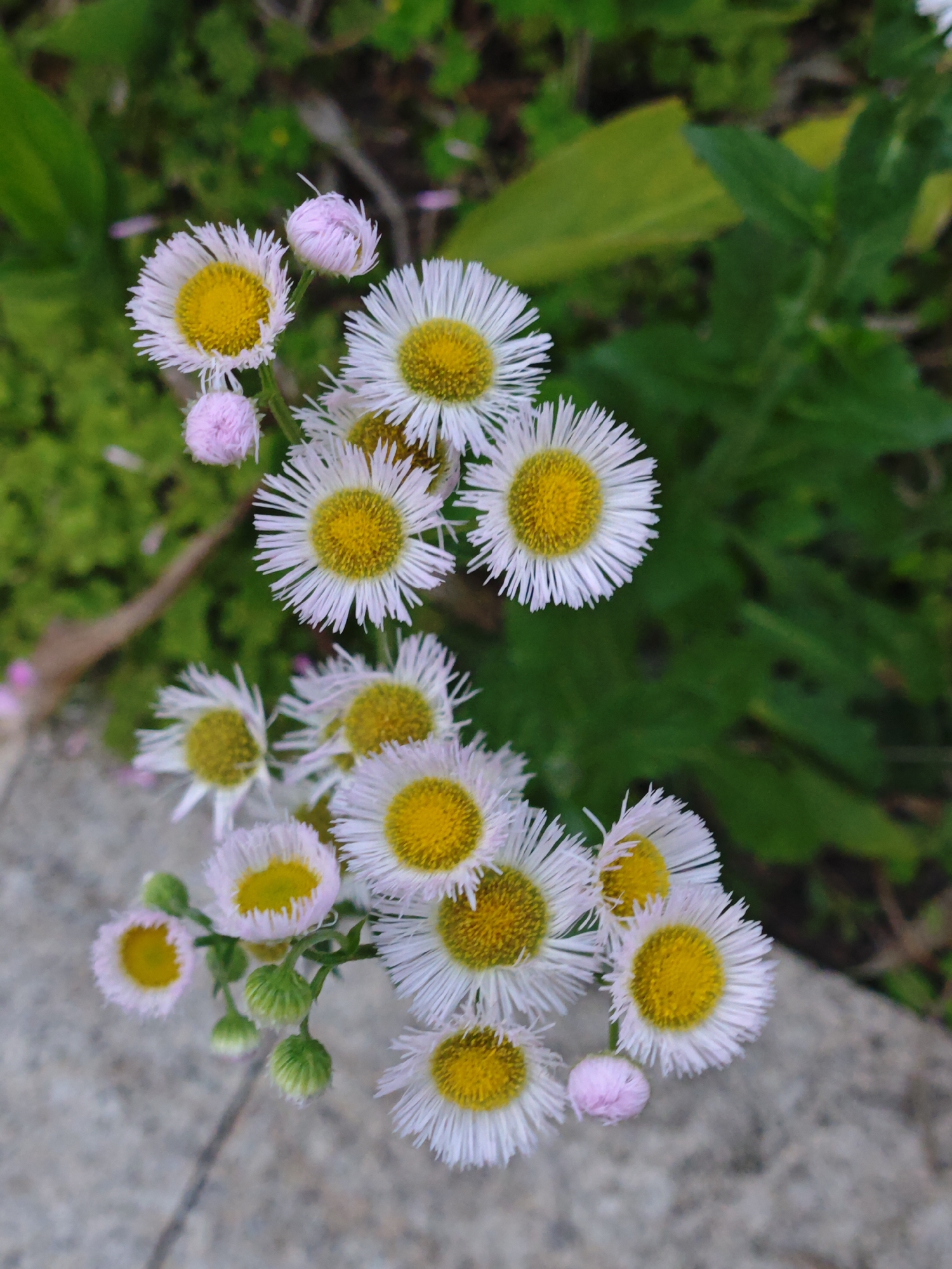 The image shows a cluster of daisies with white petals and yellow centers. Some daisies are fully open, while others are still in bud form, appearing as pinkish-white spheres. The daisies are situated near a paved surface, and in the background, there are green plants and vegetation. The overall scene suggests an outdoor setting. Location: likely Chongqing High-tech Zone, China (based on request).