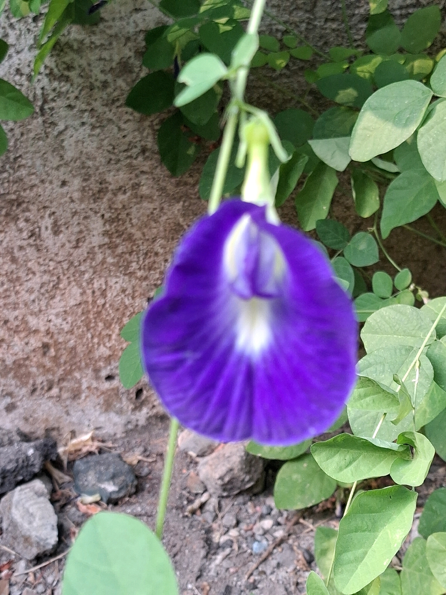 A solitary, vibrant purple butterfly pea flower, with a white center, hangs suspended by a thin stem amidst lush green foliage. The backdrop is a textured, weathered concrete wall, with a scattering of small grey stones and dry leaves visible on the ground below. The scene suggests a natural setting, possibly a garden or embankment, within the urban environment of Surakarta, Indonesia. The focus is sharp on the flower, while the surrounding elements are slightly blurred, emphasizing the delicate beauty of the blossom.