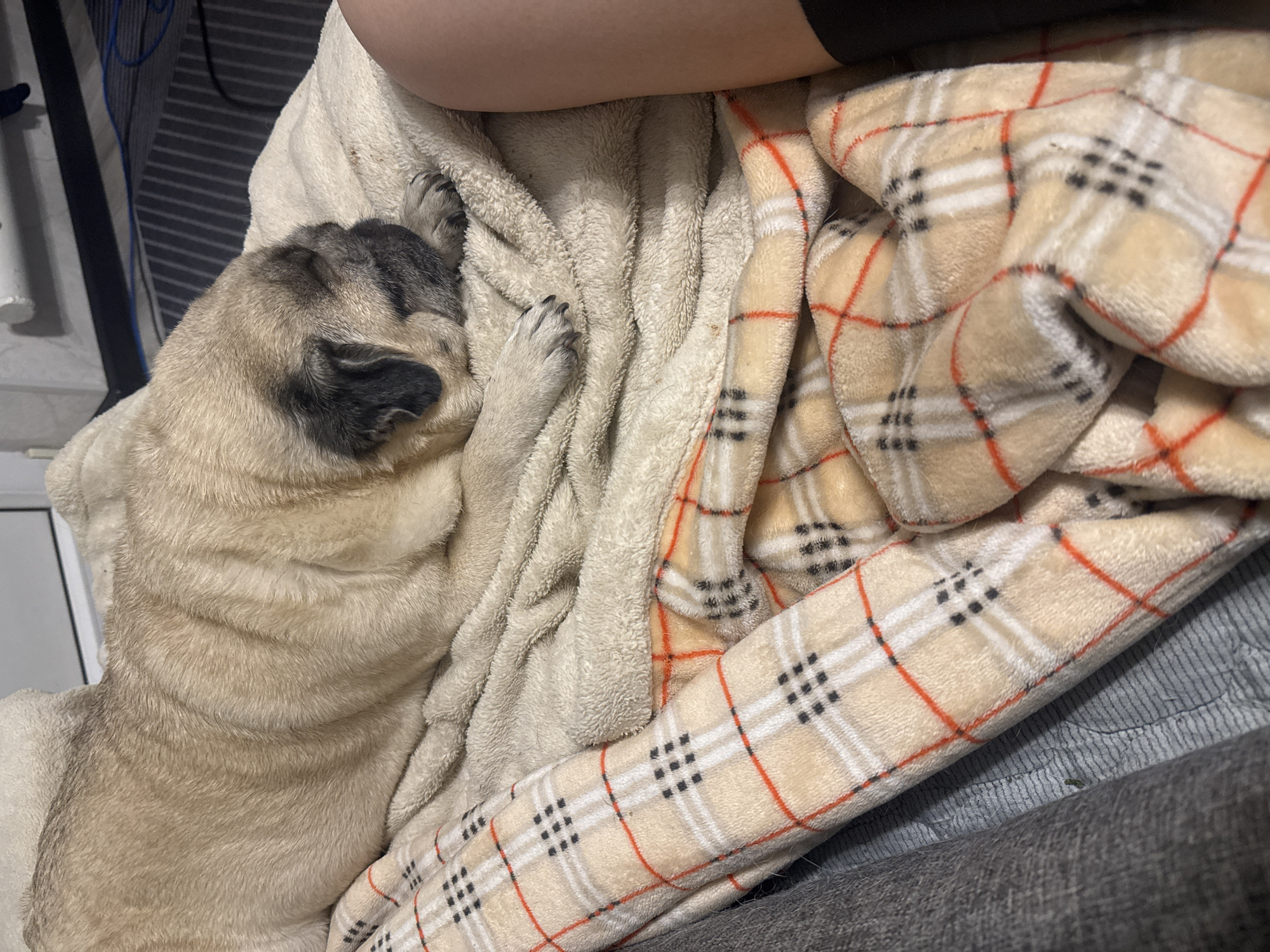 A pug is sleeping on a blanket. The pug is light brown with black markings on its face. It is lying on its side with its eyes closed. The blanket is cream-colored with a plaid pattern of black, white, and orange lines. The background is blurry but appears to be an indoor setting. There is a person's leg visible on the right side of the image. The image is taken from a top-down perspective. No specific location in Bishkek City, Kyrgyzstan is discernible.