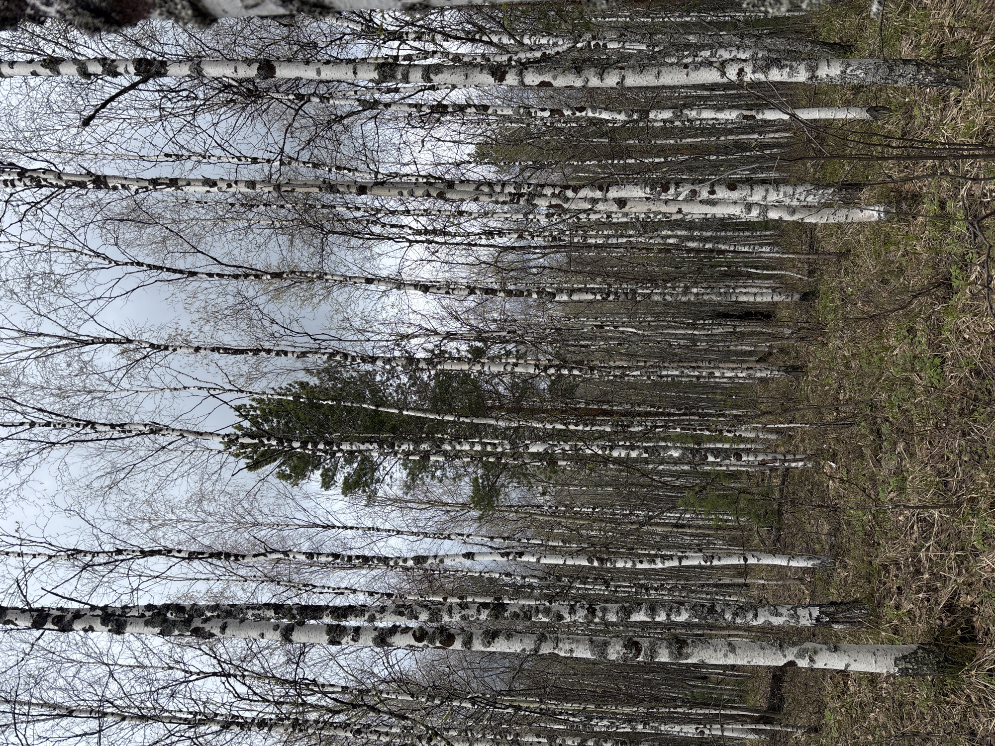 The image depicts a dense birch forest with thin, white-barked trees with dark markings. The trees are tightly packed together. Many of the trees are bare of leaves. There is an evergreen tree with dense dark-green needles visible among the birches. The ground is covered with dry grasses and dead vegetation. The sky is overcast. The location is consistent with the landscape of Kachkanar, Russia. The image is rotated 90 degrees counterclockwise.