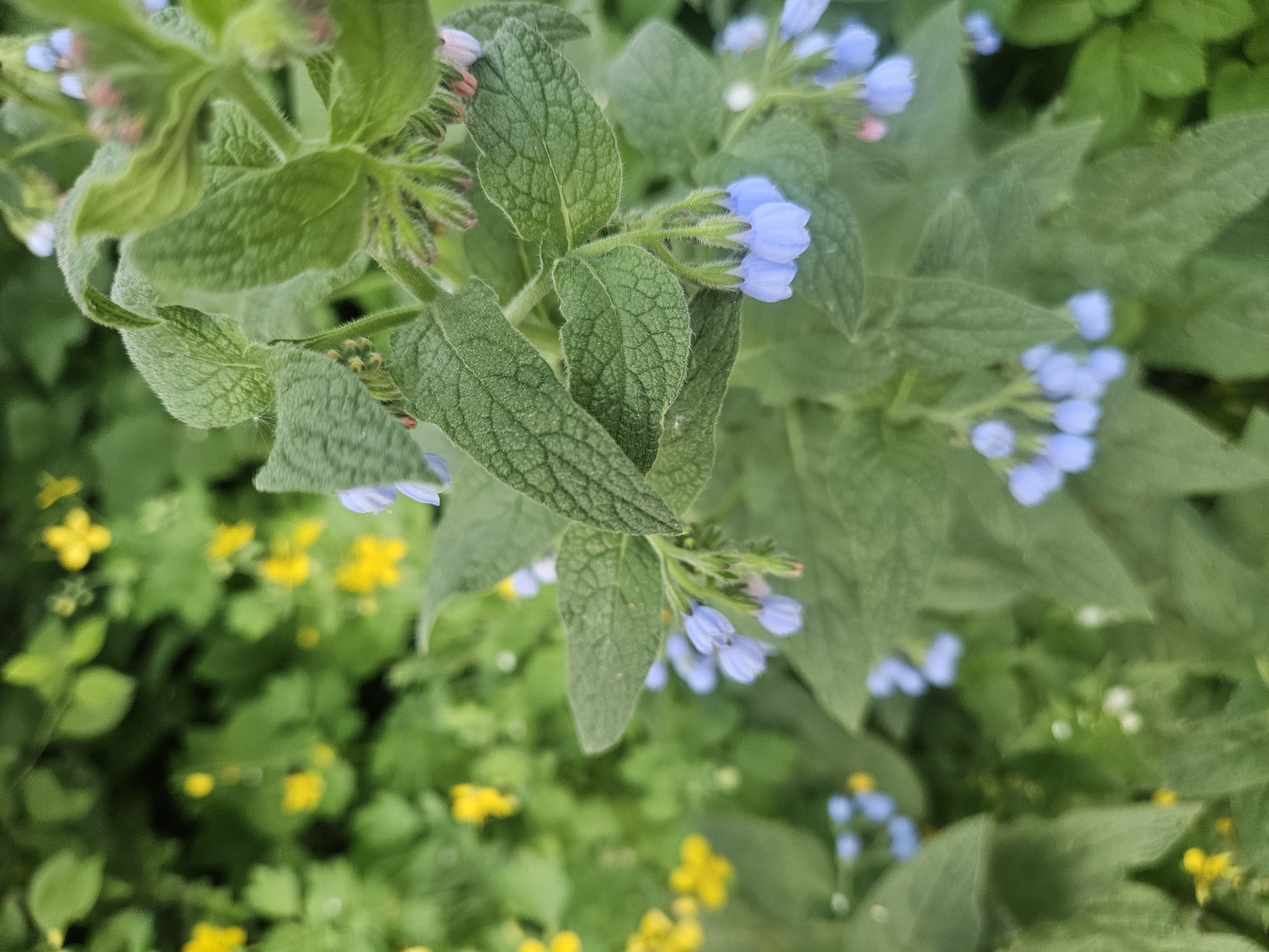 The image shows a patch of green vegetation with a mix of light blue and yellow flowers. The blue flowers appear to be grouped together on hairy stems with ovate green leaves, characteristic of the genus *Pulmonaria*. The yellow flowers in the background have four petals and are dispersed throughout the patch. The setting suggests a garden or wild area, possibly in Rodniki, Russia. There are no people visible.