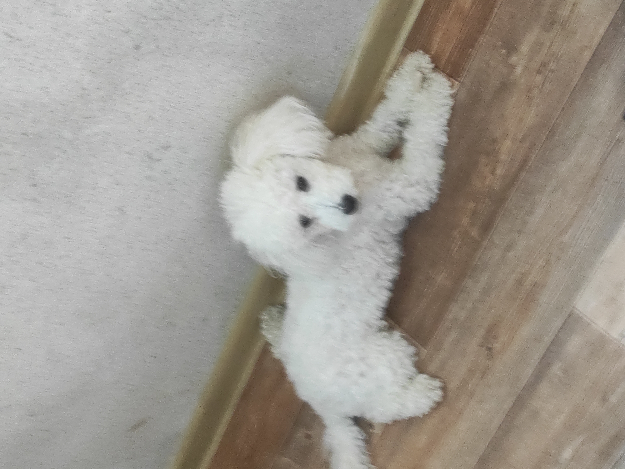 A white poodle is lying on a wooden floor next to a beige baseboard and a light-colored wall. The dog has curly fur and dark eyes and nose. The image is taken from a slightly elevated angle.