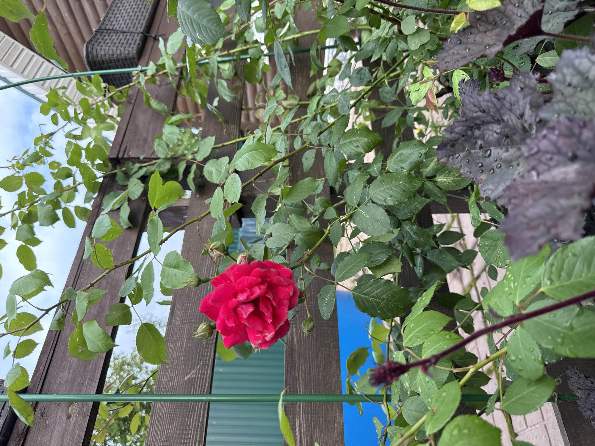 A vibrant pink rose bloom is the focal point of this image, set against a backdrop of lush green foliage and a wooden fence. The rose, with its layered petals, appears freshly bloomed and glistens with water droplets, suggesting recent rain or watering. Several rosebuds are also visible, hinting at the plant's continued flowering.
The scene is located in Chernyshikha (Kumokhinskii S/S), Russia. The environment is a garden setting, with elements like a wooden fence, green metal stakes supporting plants, and a glimpse of a textured dark basket on a structure to the right. The presence of the fence and the way the plants are arranged suggests a cultivated outdoor space, possibly a backyard or a community garden area. The sky above is partially visible, with clouds indicating a temperate weather day. In the foreground, darker, textured leaves of another plant add depth and contrast to the bright rose and green leaves.
