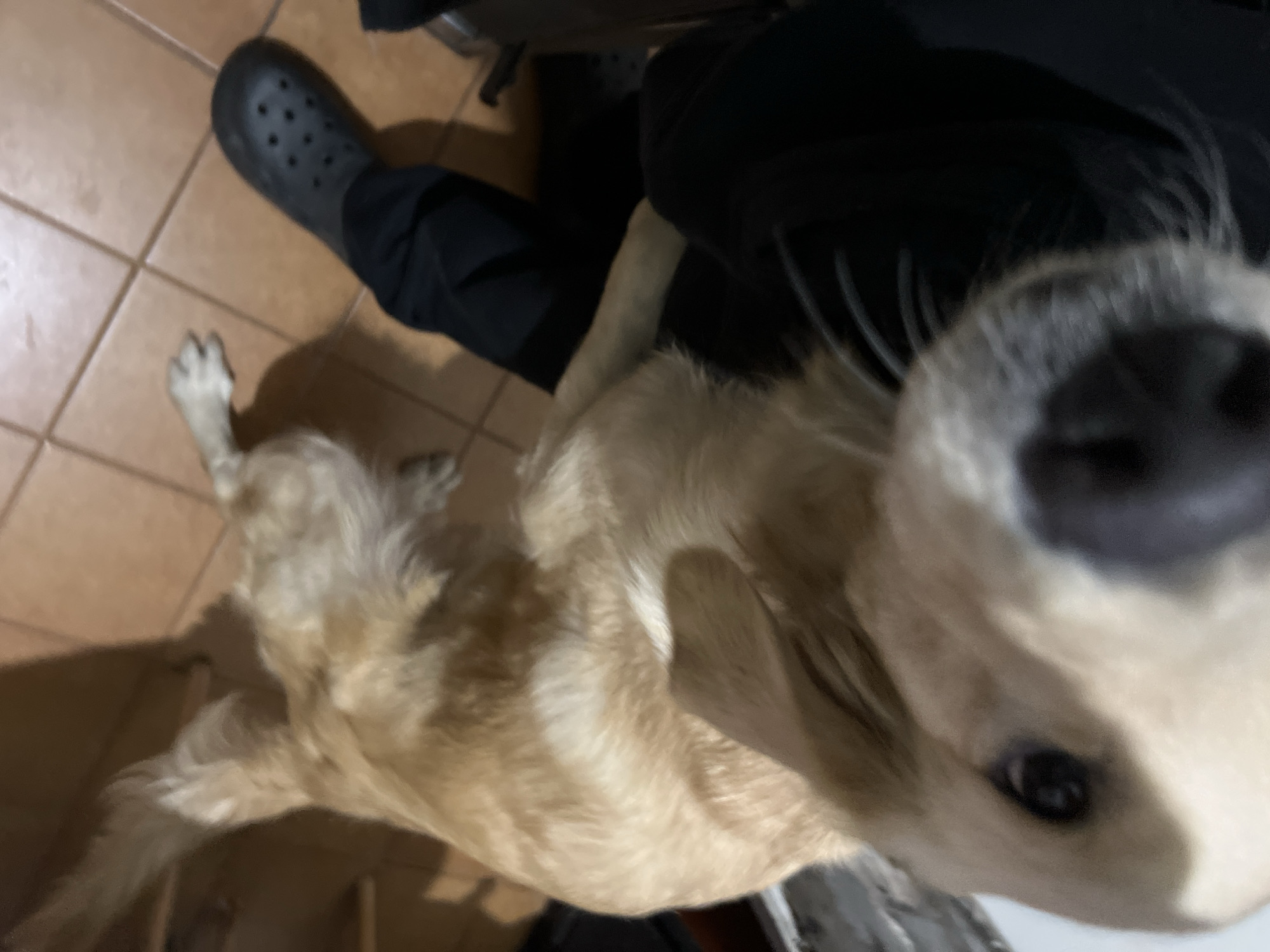 This indoor snapshot captures a low-angle perspective of a light-colored dog interacting with the camera, likely in Buenos Aires, Argentina. The main subject is a dog, possibly a Golden Retriever or a similar breed, positioned in the immediate foreground. Its wet nose and a single eye are prominent and in sharp focus, suggesting it is very close to the camera lens, looking directly at it. Its fur appears light tan or cream-colored.
In the mid-ground and background, part of a person's body is visible. The person is wearing dark pants and a black Croc shoe on their left foot, which is resting on a tiled floor. The floor consists of light brown or beige square tiles with visible grout lines. Another part of the dog's body, including its back and legs, is visible further into the frame, showing its furry texture.
The overall scene suggests a casual, candid moment between a pet and its owner within a home or indoor space. The lighting is soft and ambient, indicative of an indoor setting rather than bright daylight. There is no visible text in the image. The dog's expression conveys curiosity and direct engagement with the camera.