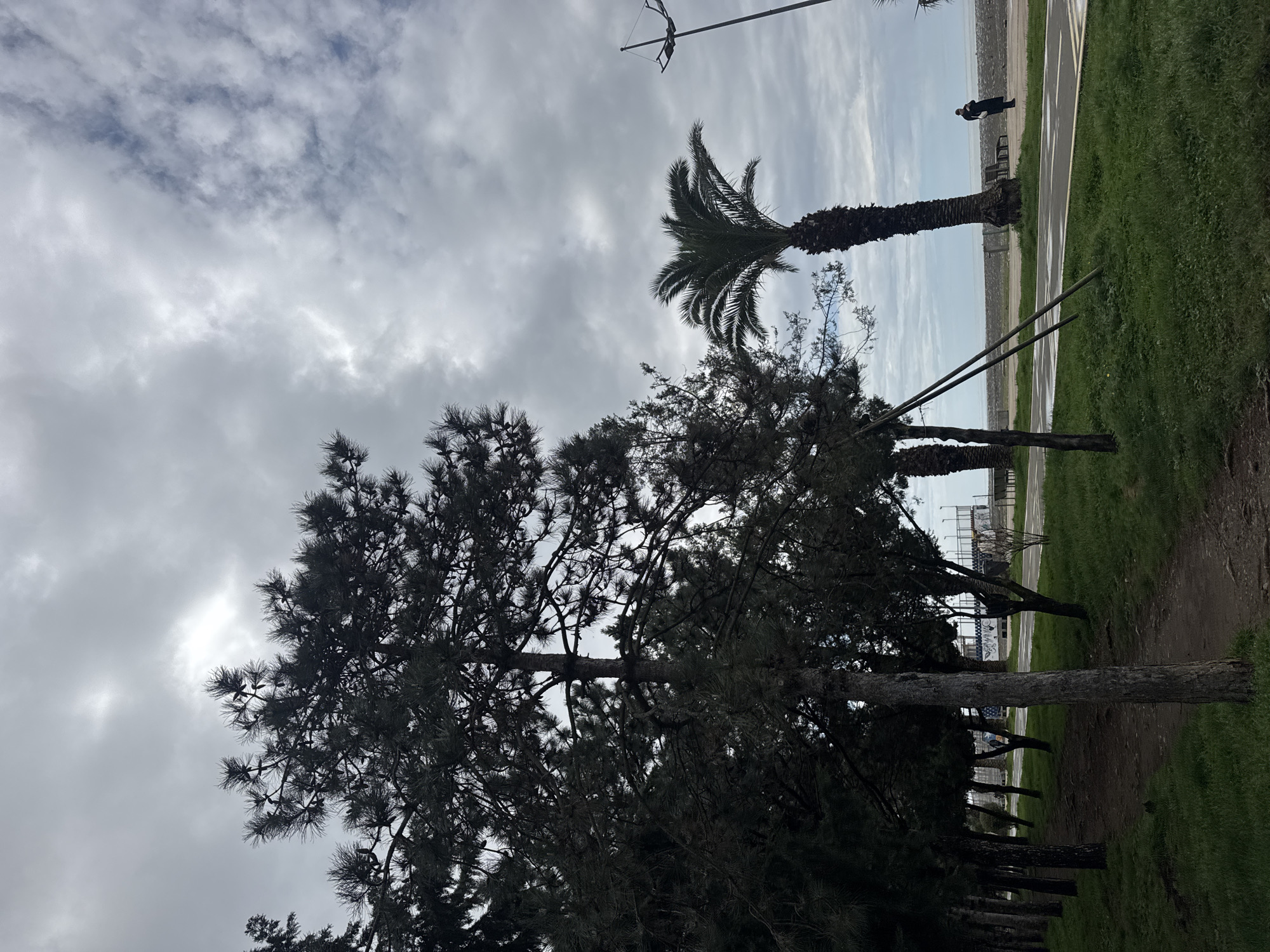 The image shows a park on the coast. In the foreground are pine trees, and in the midground is a palm tree. A path and a strip of grass separate the park from the beach. There is a person on the beach. The sky is overcast.