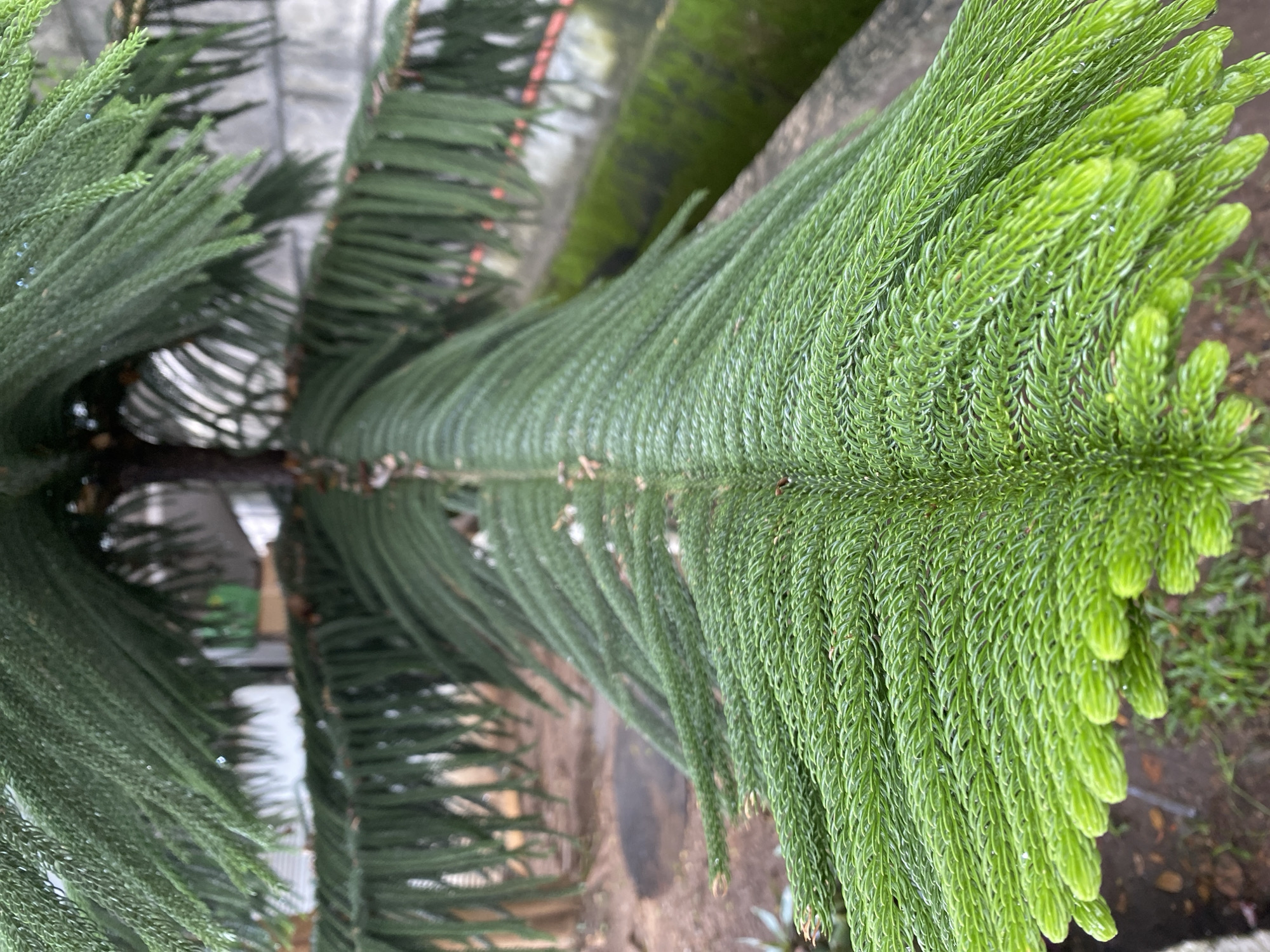 The image shows a close-up view of a green pine tree with needle-like leaves. The leaves are densely packed and form a layered structure. Some leaves are a brighter green, suggesting new growth, while others are a darker green. The background is blurred, but it appears to be an outdoor environment with hints of a building and a moss-covered wall. The focus is on the texture and intricate pattern of the pine needles. The location is specified as Gambut Barat, Indonesia.