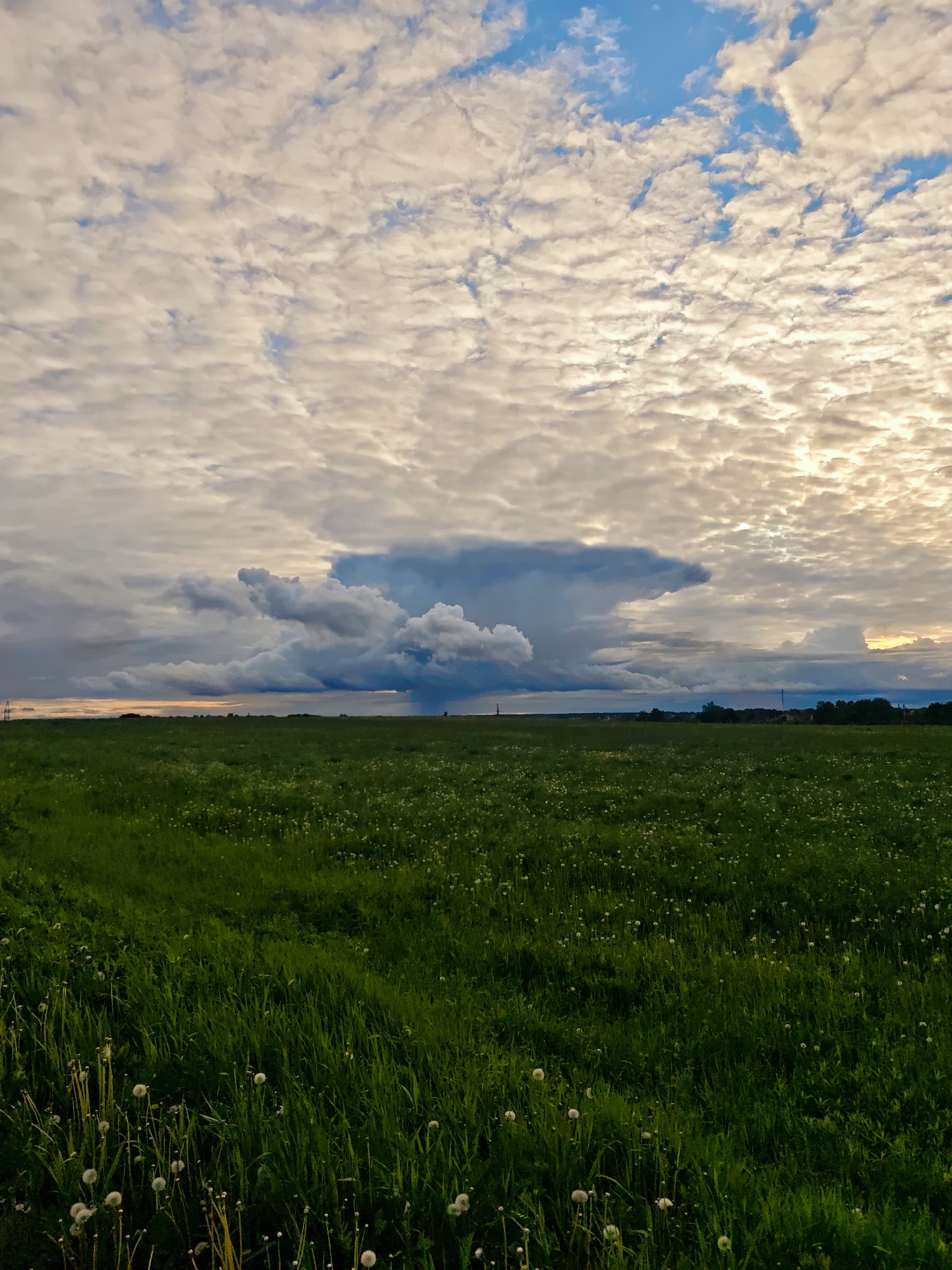 The image shows a wide, green field dotted with dandelions under a sky filled with diverse cloud formations. A large, dark cumulonimbus cloud hovers in the mid-ground, possibly indicating a rain shower. Above, smaller, textured clouds are illuminated by the setting sun, creating a bright, diffused light across the sky. The location is likely near Yakhroma, Russia, based on the surrounding scenery of vast, open fields typical of the region. There are no people visible in the image. In the background, a few trees and structures are vaguely discernible on the horizon line.