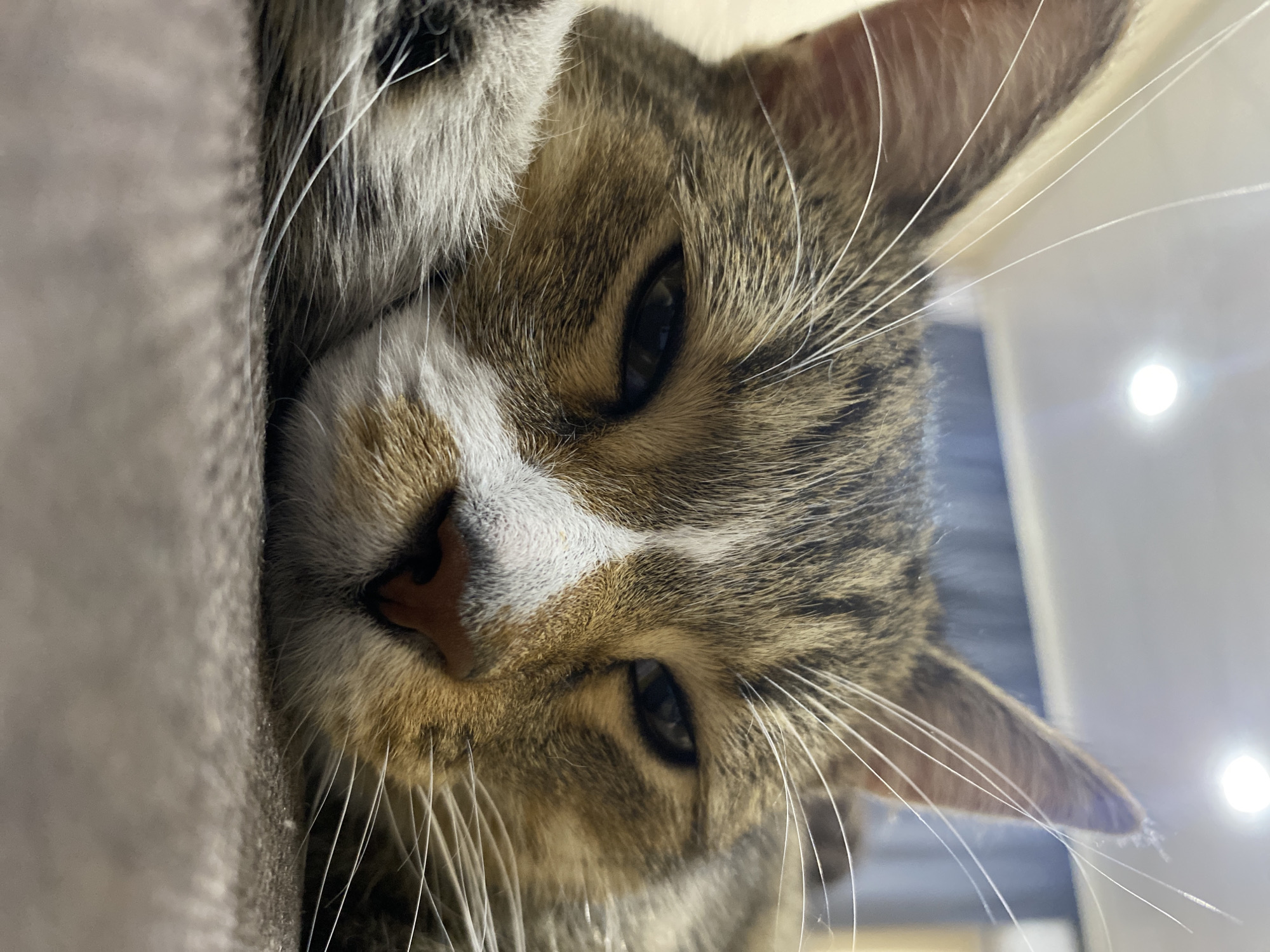 A close-up, low-angle, eye-level shot shows a tabby cat resting its head on a textured surface, likely a sofa or bed. The cat's eyes are partially closed, giving it a sleepy or contemplative appearance. Its fur is a mix of brown, black, and white stripes, with a distinct white patch on its nose and chest. Long, white whiskers fan out from its muzzle. The background is softly blurred, showing what appears to be a ceiling light fixture and a wall with horizontal blue and gray stripes. The scene is indoors, suggesting a domestic setting. The image does not provide any information about the city of Rozhdestveno, Russia, or any specific location within it.