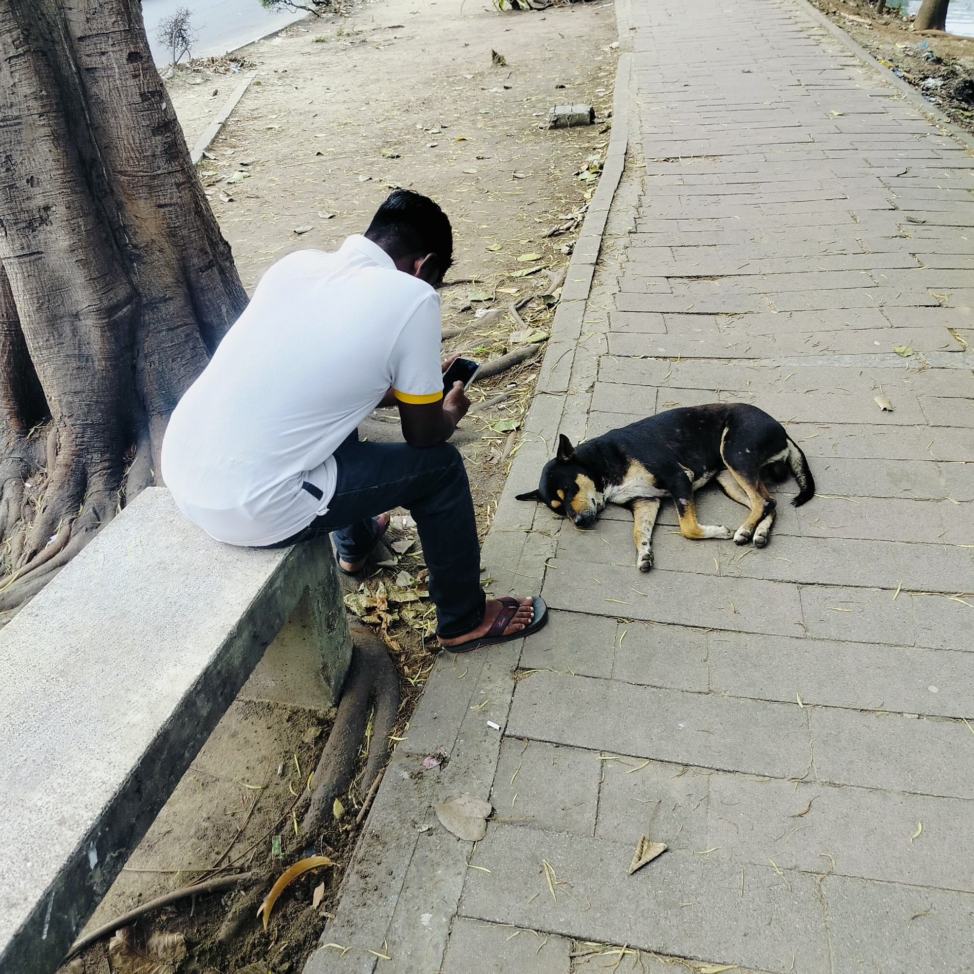 A man sits on a low, weathered concrete bench under a large tree with exposed roots. He is facing away from the camera, engrossed in his phone. He wears a white t-shirt with yellow trim, dark jeans, and sandals. Beside him, on the paved walkway made of long rectangular stones, a black and tan dog lies asleep. The walkway is bordered by dirt and leaves. The image was taken on a walkway in Dhaka, Bangladesh.