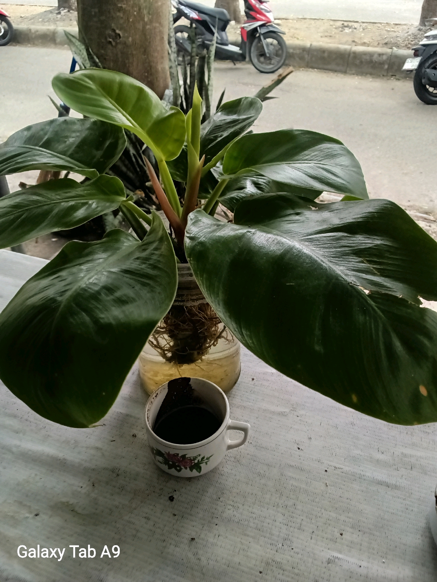A houseplant with large, glossy green leaves is displayed in a clear glass jar filled with water and its roots. A small white ceramic cup, decorated with pink and green floral motifs, sits in front of the plant, filled with a dark liquid, possibly coffee. The plant and cup are placed on a textured white surface, likely a tablecloth. In the background, a tree trunk is visible, and beyond that, a street scene with parked motorcycles. The image bears a watermark in the lower left corner that reads "Galaxy Tab A9". This scene is positioned outdoors, in Trenggalek, Indonesia, near a street with vehicle traffic.