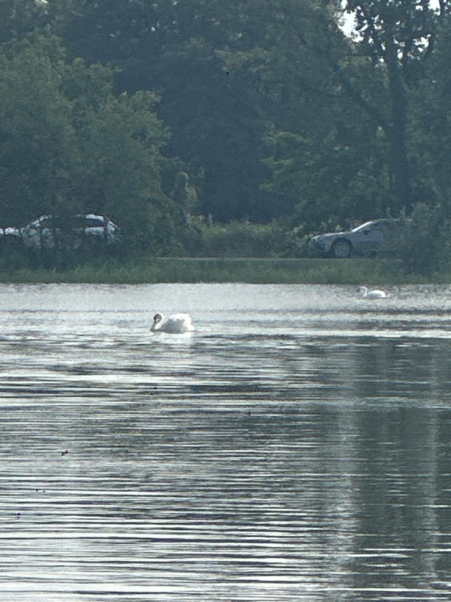 Two swans are swimming in a body of water. One swan is closer to the foreground and is white with its head down. The other swan is further away and is also white. The water has horizontal ripples. In the background, there are trees and two cars parked on a road. The environment appears to be a natural setting, possibly a park or a lakeside area within the city of Neschwitz - Njeswačidło, Germany. The lighting suggests it is daytime.