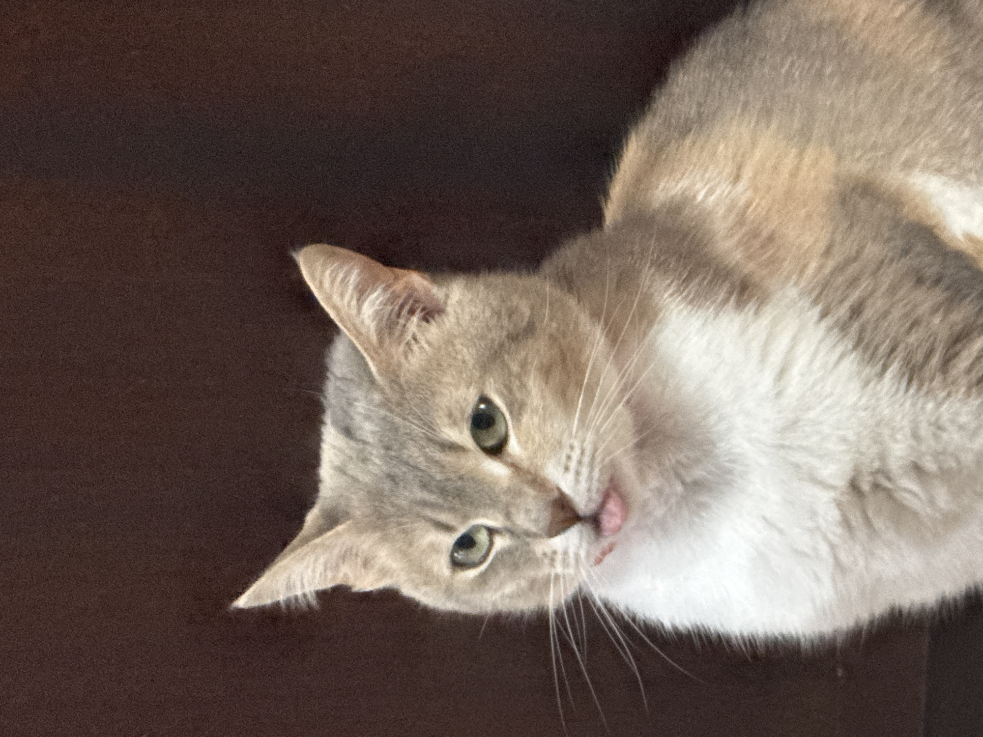 The image features a close-up of a domestic cat, likely a calico or dilute tortoiseshell, positioned against a dark brown, uniform background. The cat's fur exhibits a mix of light grey, beige, and white patches. Its alert green eyes are directly focused on the viewer, and a small pink tongue is subtly visible, protruding slightly from its mouth. The cat's head is tilted, and its prominent whiskers are visible against its muzzle. The dark background appears soft and indistinct, possibly a blanket, couch, or floor, indicating an indoor setting. The lighting is even, illuminating the cat's fur and features without harsh shadows. The cat's expression conveys curiosity and a calm demeanor. No specific time of day, weather, or visible text can be discerned from the image. The location is contextualized as Yambol, Bulgaria.