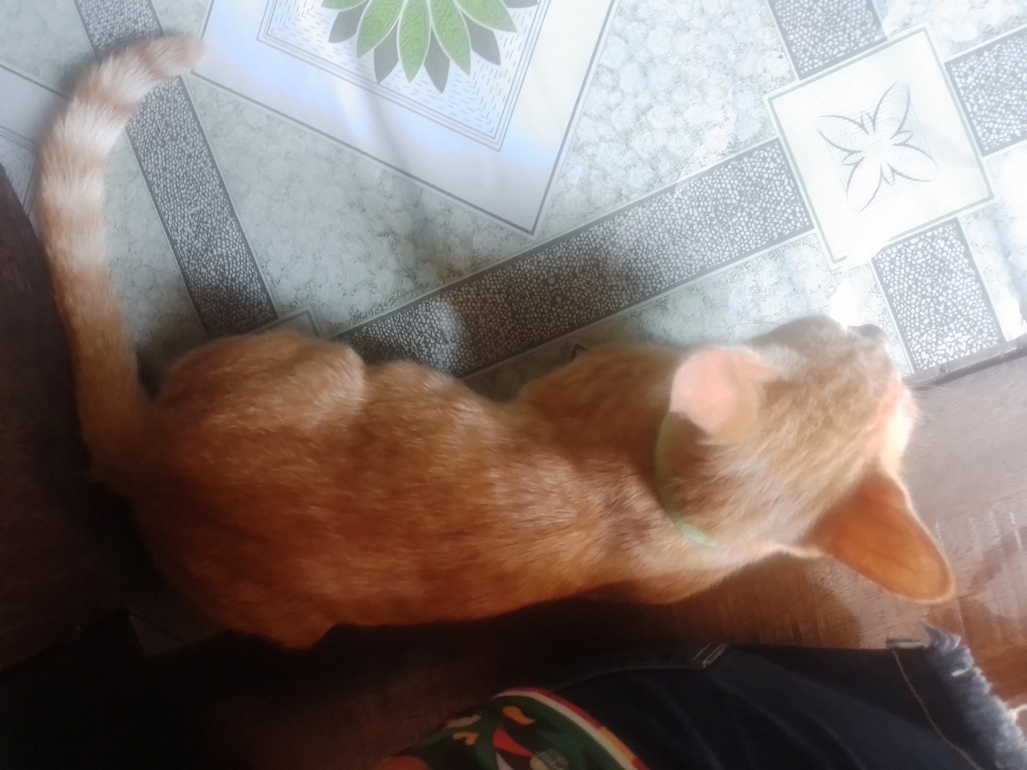 An orange tabby cat with a light green collar is lying down on a tiled floor. The cat is oriented head-left, with its body extending towards the right. The floor tiles feature a repeating pattern of grey speckles within rectangular borders, interspersed with lighter squares containing decorative designs, including a butterfly-like motif and a stylized floral pattern. In the upper left of the image, a dark fabric, possibly denim or similar material, is visible, along with a portion of a wooden surface. The lighting suggests an indoor setting. There are no people visible in the image, and no specific landmarks or contextual elements that would pinpoint the location to Davao City, Philippines. The scene is static, with the cat at rest.