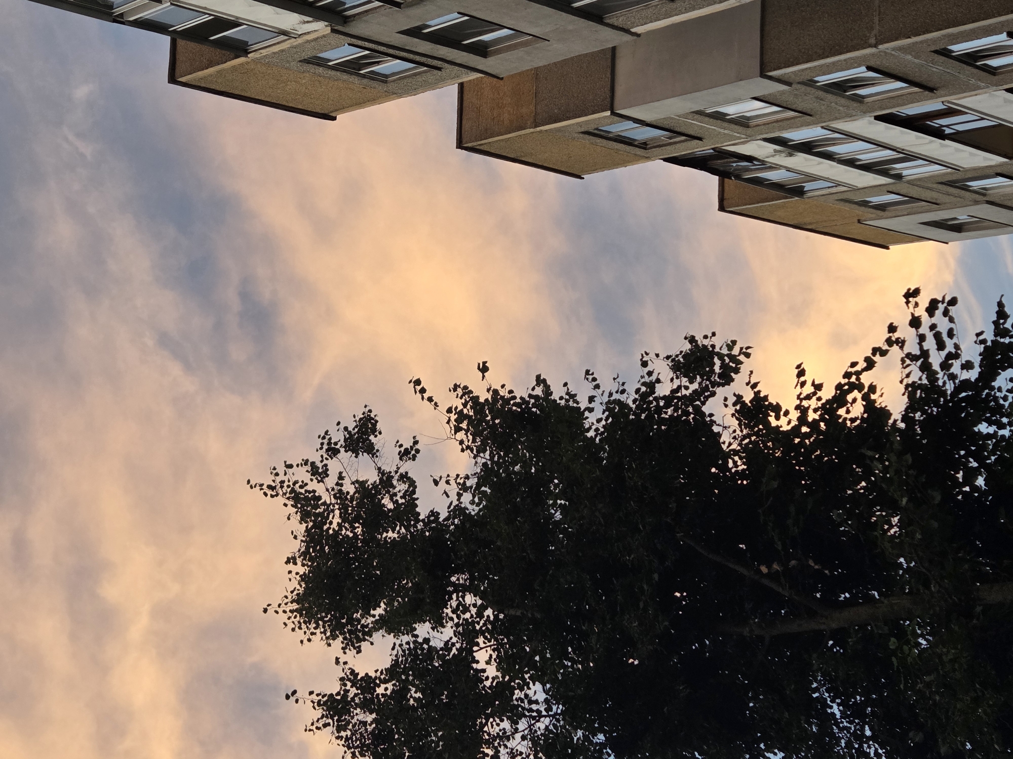 The image depicts a view looking upwards at a twilight sky with pastel-colored clouds tinged with orange and blue. In the foreground on the left, the silhouette of a large, leafy tree is visible. To the right, portions of two multi-story apartment buildings with concrete facades and numerous windows are visible, also silhouetted against the sky. The architecture of the buildings suggests they are likely located in a Soviet-era residential area, consistent with neighborhoods found in Minsk, Belarus. There are no people or animals visible in the frame. The scene captures a quiet, urban evening with natural light illuminating the sky and casting shadows.