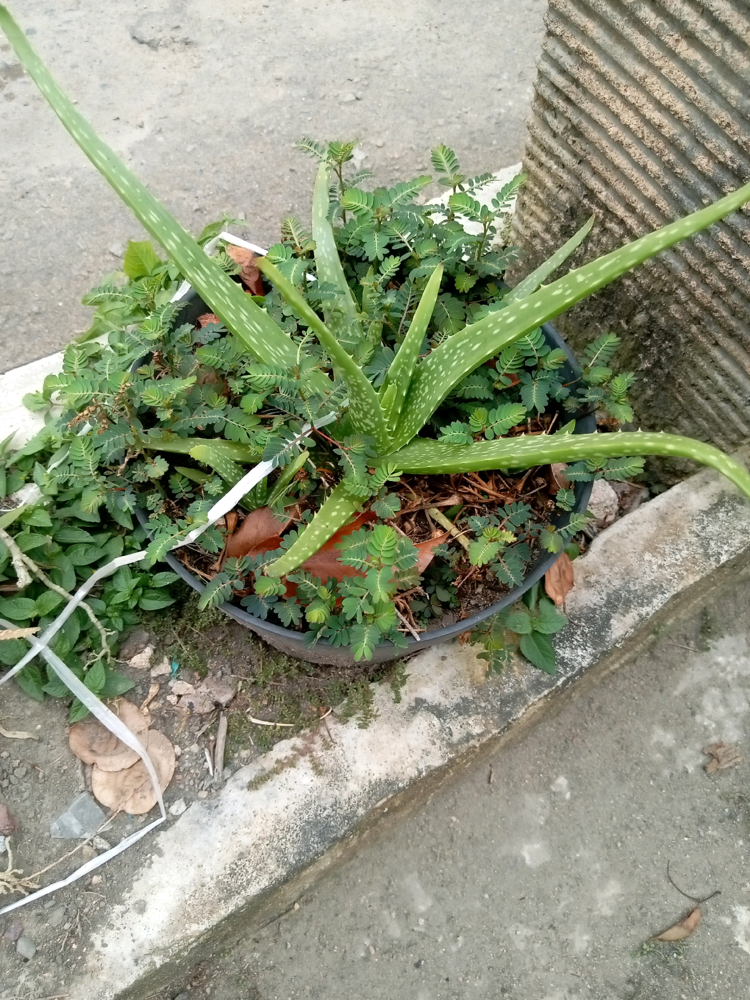 An overhead medium shot captures an aloe vera plant in a black plastic pot, nestled amongst smaller green leafy plants. The aloe vera's thick, fleshy leaves are a pale green with white speckles and serrated edges. The pot sits on a textured concrete surface, possibly a walkway or patio, which is bordered by a concrete curb. To the right of the pot, a concrete wall with horizontal ridges is visible. The ground around the pot is scattered with dry leaves and small stones. The image appears to be taken outdoors during daylight. The scene is consistent with a residential outdoor space in Batam, Indonesia.
