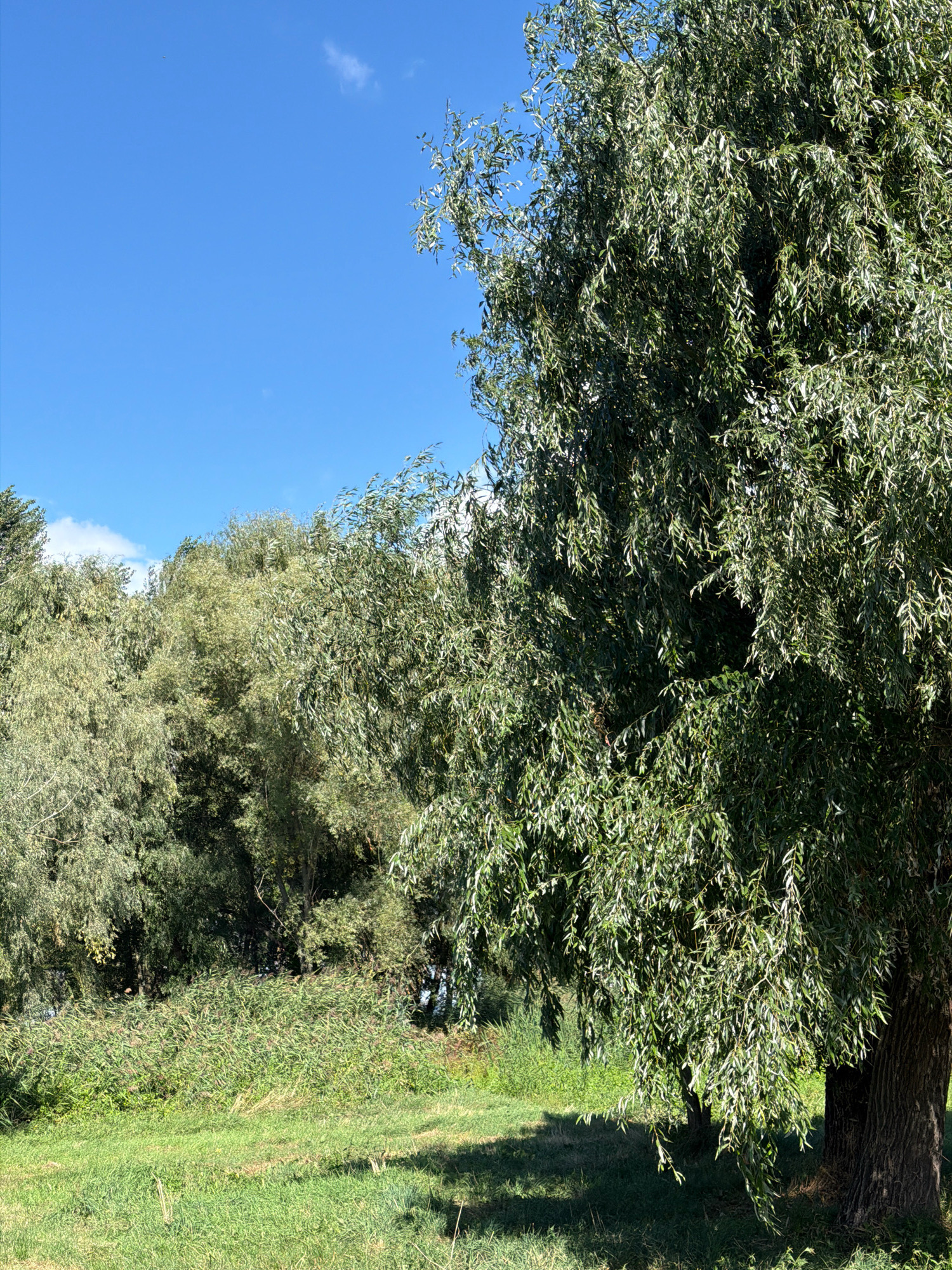 A close-up, eye-level shot captures a dense, leafy willow tree in the foreground, its branches drooping towards the ground. The tree's rough bark is visible at its base. Behind it, a field of tall, green reeds stretches across the midground, leading to a cluster of smaller trees in the background. The scene is bathed in sunlight, casting shadows on the grassy ground. A clear blue sky with a few wispy white clouds occupies the upper portion of the frame. The location is Unknown, Unknown.