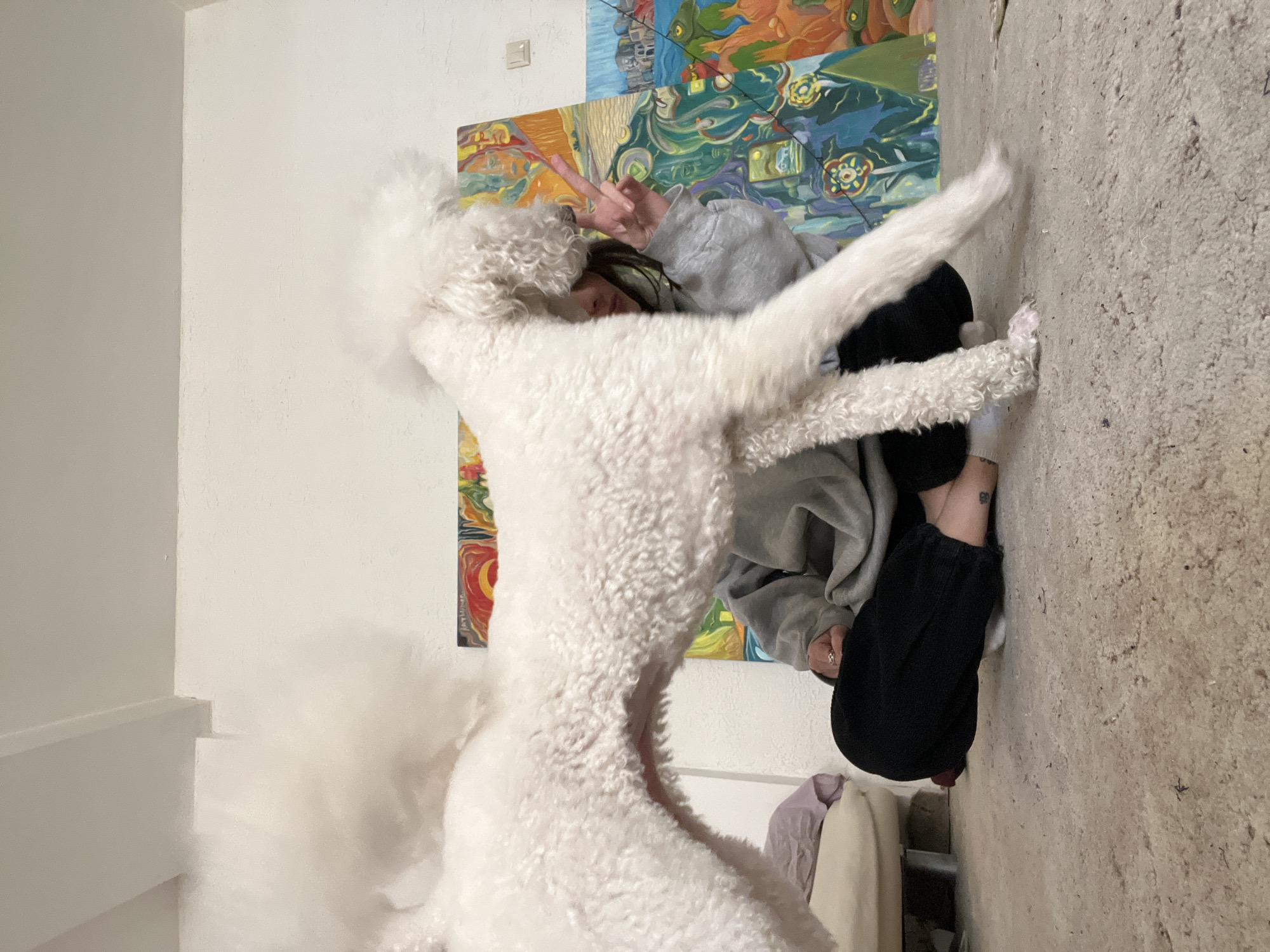 A white poodle is standing on its hind legs, front paws raised, interacting with a person seated on the floor. The person, wearing a gray hooded sweatshirt and black pants, has their legs crossed and is making a peace sign with their right hand. The background includes a white wall and an abstract, colorful painting. The location and city are not explicitly provided in the image, and are only in the user's prompt.