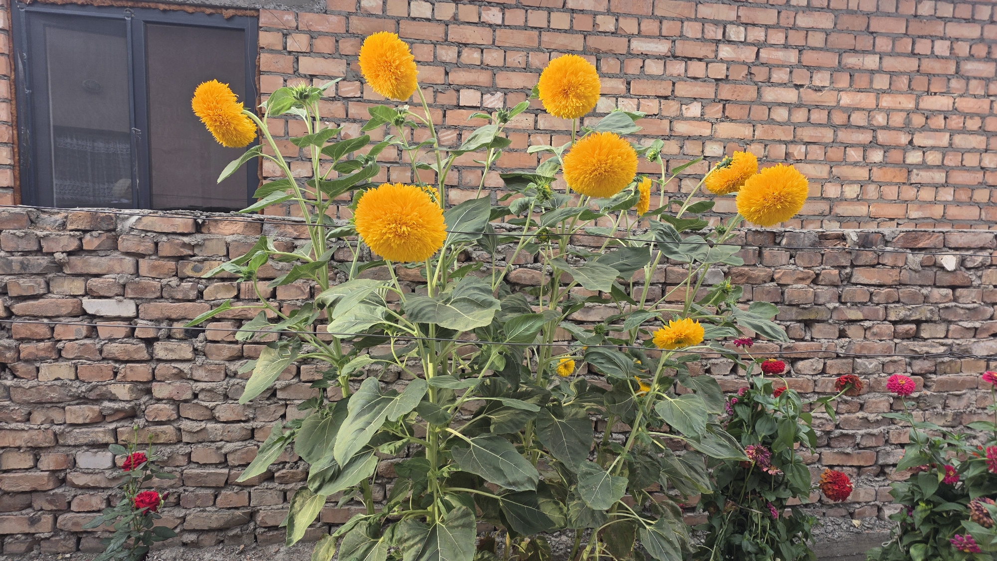 The image captures a close-up view of several teddy bear sunflowers in full bloom, their fluffy orange petals creating a vibrant display against a weathered brick wall. The wall, constructed of light brown bricks with visible mortar, occupies the background of the scene. To the left, a dark-framed window with a screen is partially visible. The sunflowers, with their large, spherical flower heads and broad green leaves, are the primary focus. Other smaller, colorful flowers, including red roses and pink zinnias, are scattered at the base of the sunflowers, adding to the floral arrangement. The ground appears to be a mixture of soil and gravel. The overall impression is a charming garden scene, possibly a residential backyard, set against an urban backdrop. The location is identified as Tokmok City, Kyrgyzstan.