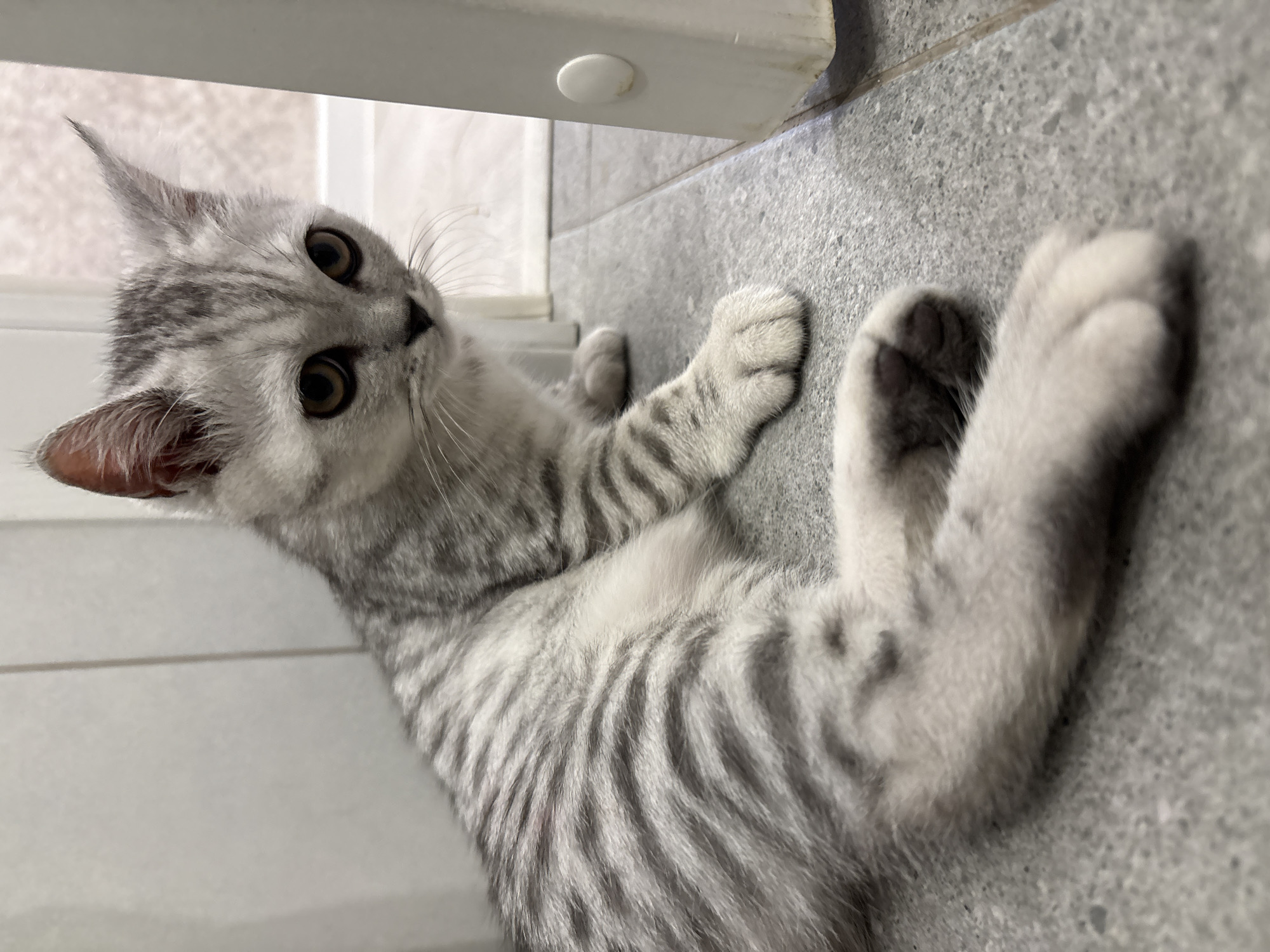 A silver-gray tabby kitten is the central subject of the image, lying on a light gray tiled floor indoors. The kitten is positioned on its side, with its body angled towards the bottom right of the frame, and its head turned upwards and to the left, looking directly into the camera. It has large, dark, curious eyes and pointed ears. Its fur shows distinct dark gray stripes against a lighter silver background, particularly visible on its body and paws. One front paw is partially raised, displaying its light-colored pads, while the other is extended. The kitten's belly fur is lighter, almost white.
In the background, a white or light-colored structure, possibly a door frame or furniture base, runs horizontally across the upper part of the image. A small, circular white stopper or buffer is visible on this structure. The floor beneath the kitten is a uniform light gray tile with subtle speckles. The overall lighting suggests an indoor setting, likely during the daytime. The kitten's wide eyes and posture convey a sense of curiosity or playful engagement. There is no visible text in the image. The location context provided is Izhevsk, Russia.