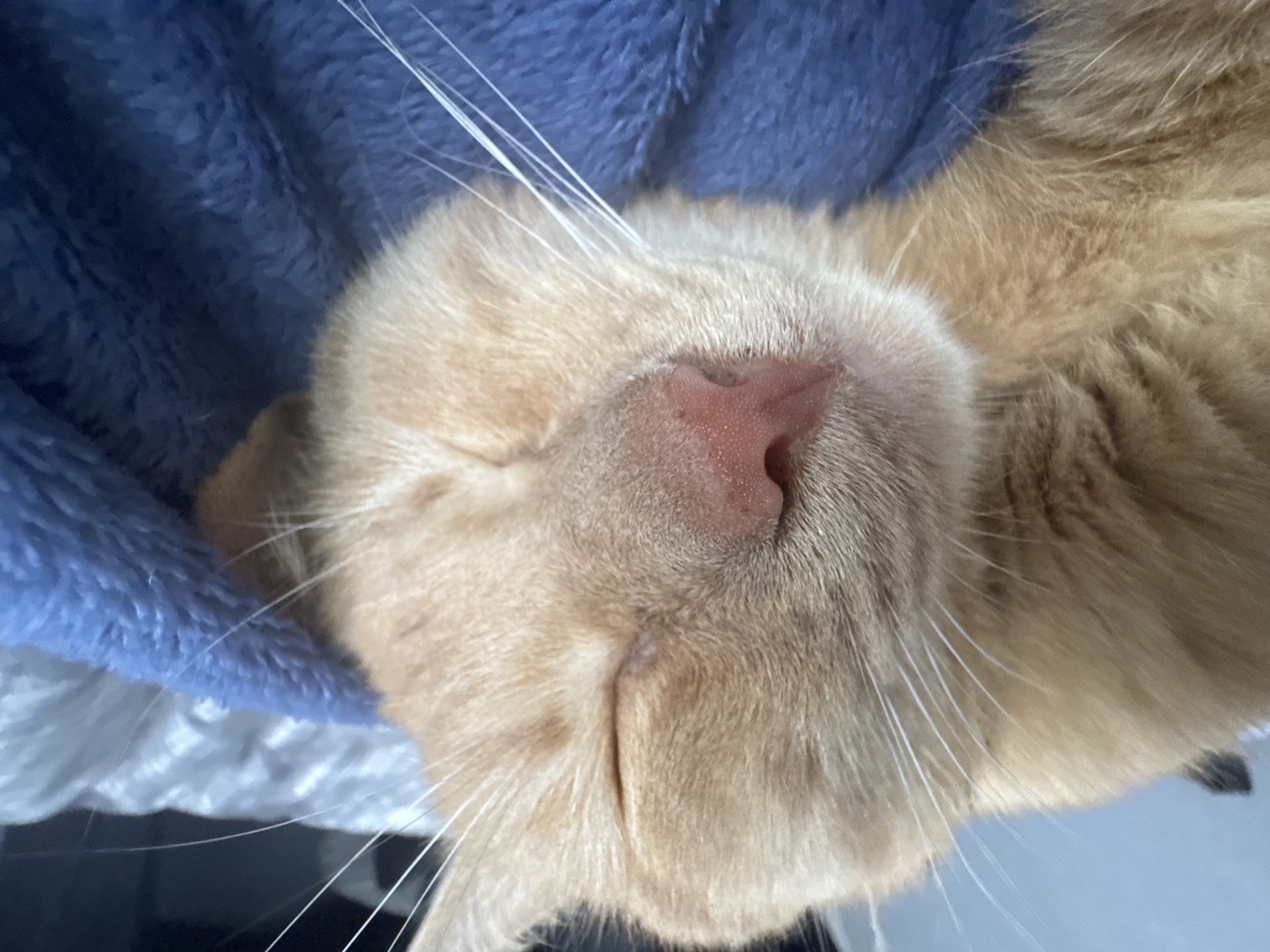 The image is a close-up, low-angle shot of an orange tabby cat sleeping, tucked under a blue blanket. The cat's eyes are closed, and its face is relaxed. Its pink nose is visible, along with long white whiskers. The background consists of a blurred light blue and white blanket. The image does not depict the city of Chaikovsky, Russia, or any recognizable landmarks.