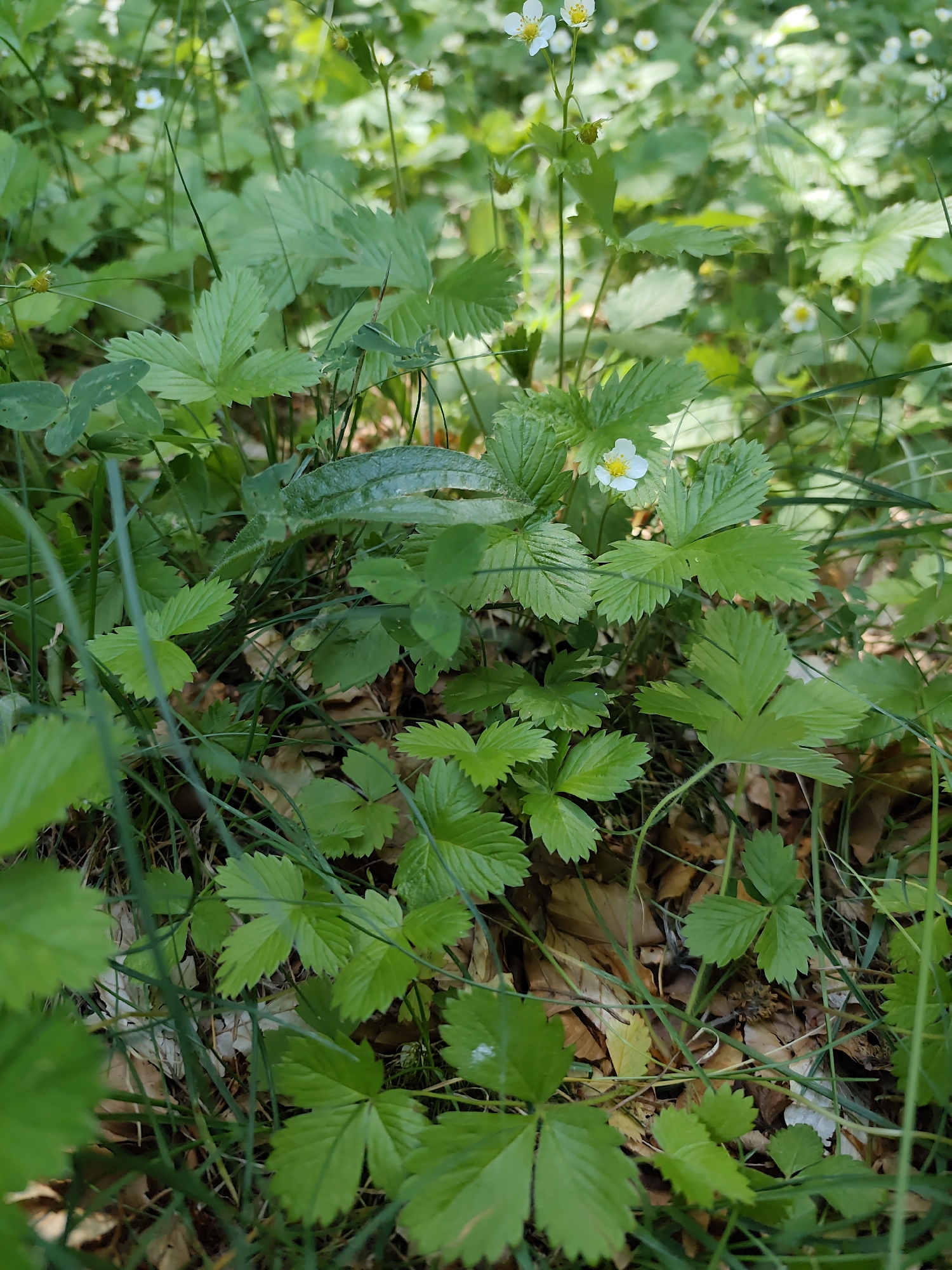 The image is a close-up, eye-level shot of wild strawberry plants growing in a natural, outdoor environment. The foreground and midground are filled with lush green leaves of the wild strawberry plants, which have serrated edges. Some of these leaves are larger and more mature, while others are smaller and newer. Interspersed with the leaves are thin, green blades of grass.
In the background, the scene is a blur of green foliage, suggesting more plants and a wooded or overgrown area. Several small, delicate white flowers with yellow centers, typical of wild strawberries, are visible, with one particularly clear flower in the mid-right portion of the image. There are also some small, developing green fruits. The ground beneath the plants is covered with dry, fallen leaves and some twigs, indicating it is likely a forest floor or a similar natural setting.
The lighting suggests it is daytime, with sunlight filtering through the leaves, creating highlights and shadows. The overall impression is one of a wild, untamed natural growth. The image does not contain any people, animals, man-made objects, or any specific landmarks that would indicate a location within the city of Dolovi, Montenegro. The scene is purely botanical.