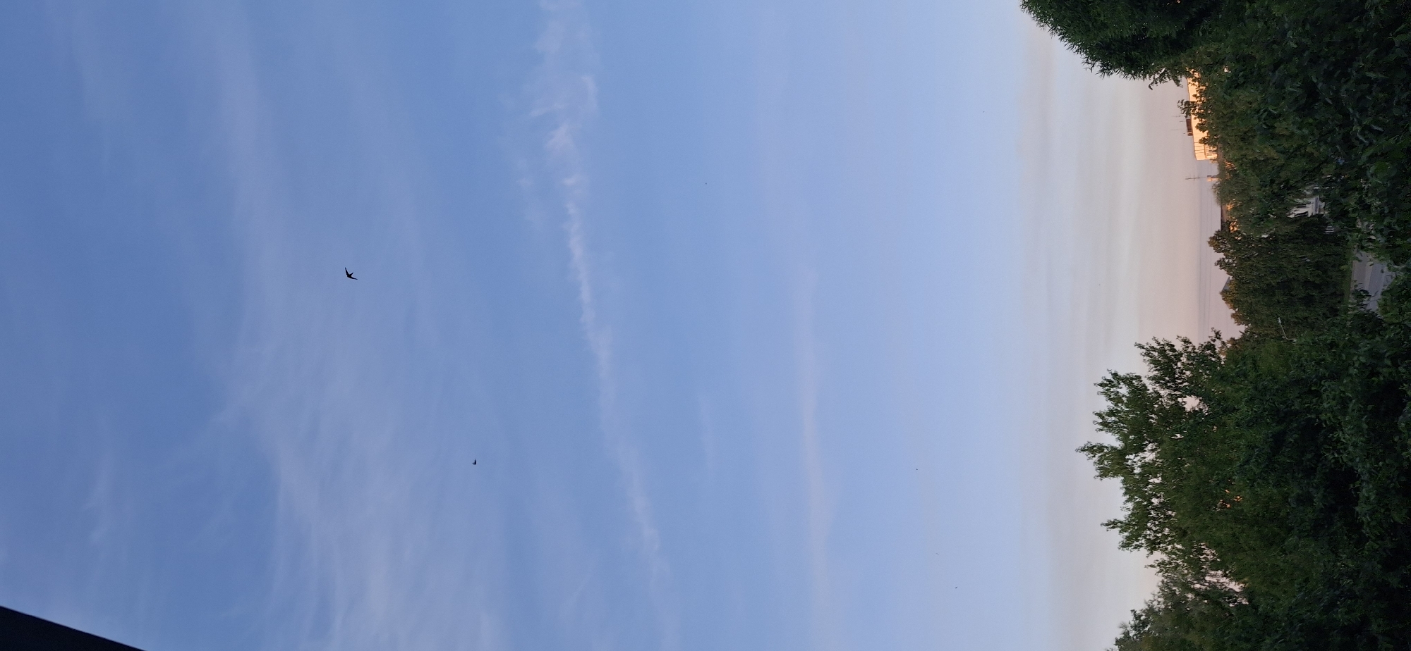 The image, captured in Chaikovsky, Russia, depicts a tranquil outdoor scene, primarily featuring a vast sky and natural foliage during a time of day transition. When viewed in its correct landscape orientation, the majority of the frame is occupied by a clear, light blue sky, adorned with faint, wispy white clouds that streak across it.
Towards the right side of the horizon, the blue sky gradually softens into lighter, warmer tones of pale orange and pink, suggesting either a sunrise or sunset. Silhouetted against this expansive sky are several birds in flight. One prominent dark bird, likely a swift or swallow, with its distinctive swept-back wings, is visible on the left side of the frame. Another much smaller bird appears as a distant speck closer to the center, along with a few other tiny, barely discernible dark shapes.
The lower portion of the image is framed by the dense, dark green canopy of trees, which extend from the bottom-left to the bottom-right. On the right, between the tree line and the horizon, very faint and indistinct shapes can be seen, possibly distant buildings or structures, subtly reflecting the warm light. The overall atmosphere is peaceful and serene, indicative of a calm evening or early morning with clear weather. There is no visible text in the image.
