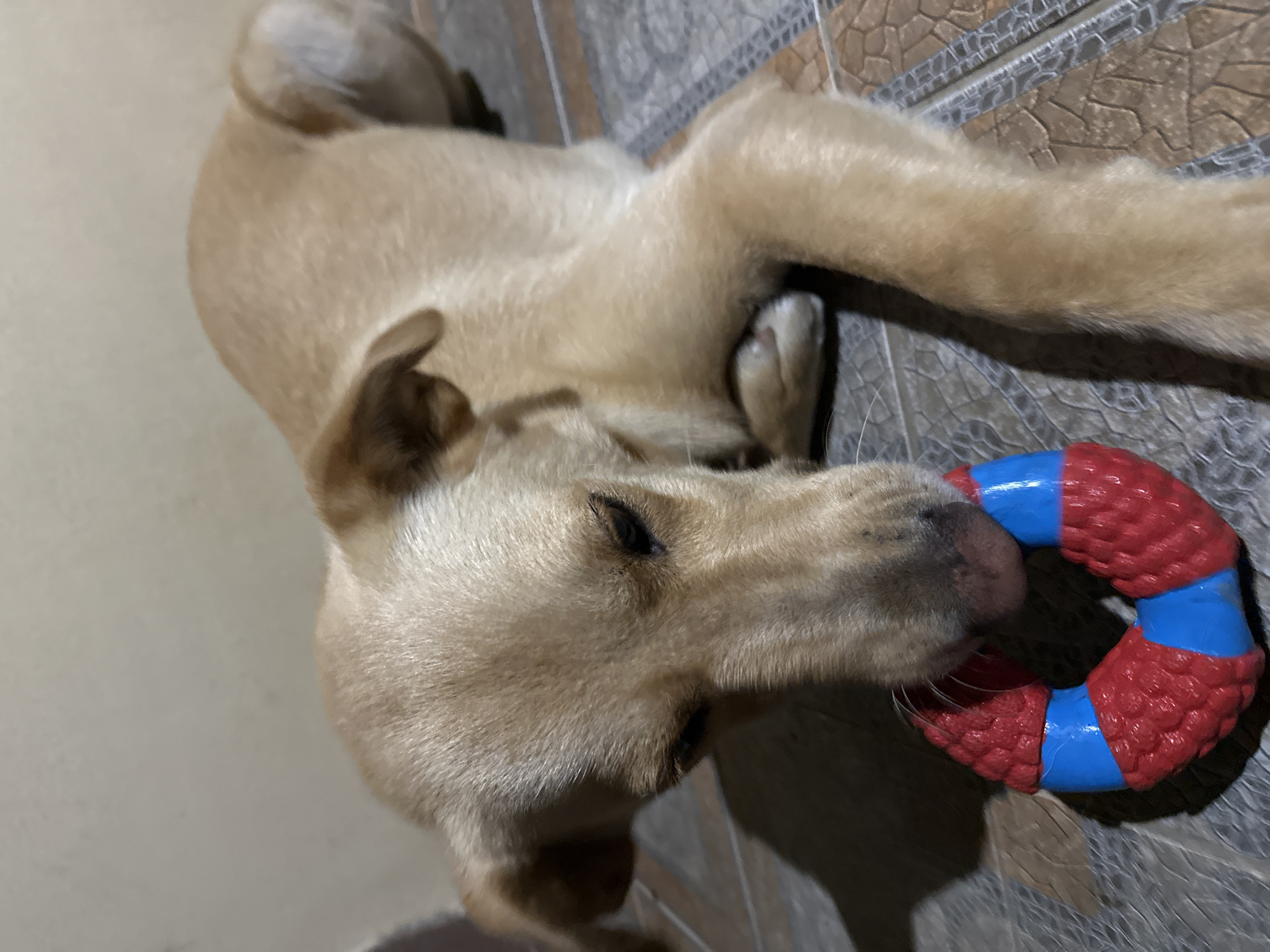 The image shows a light brown dog lying on a tiled floor and chewing on a red and blue ring-shaped toy. The dog's head is lowered, and its eyes are partially closed. The background is a plain wall. The scene is indoors, and there is no indication of the city of Sochi, Russia.