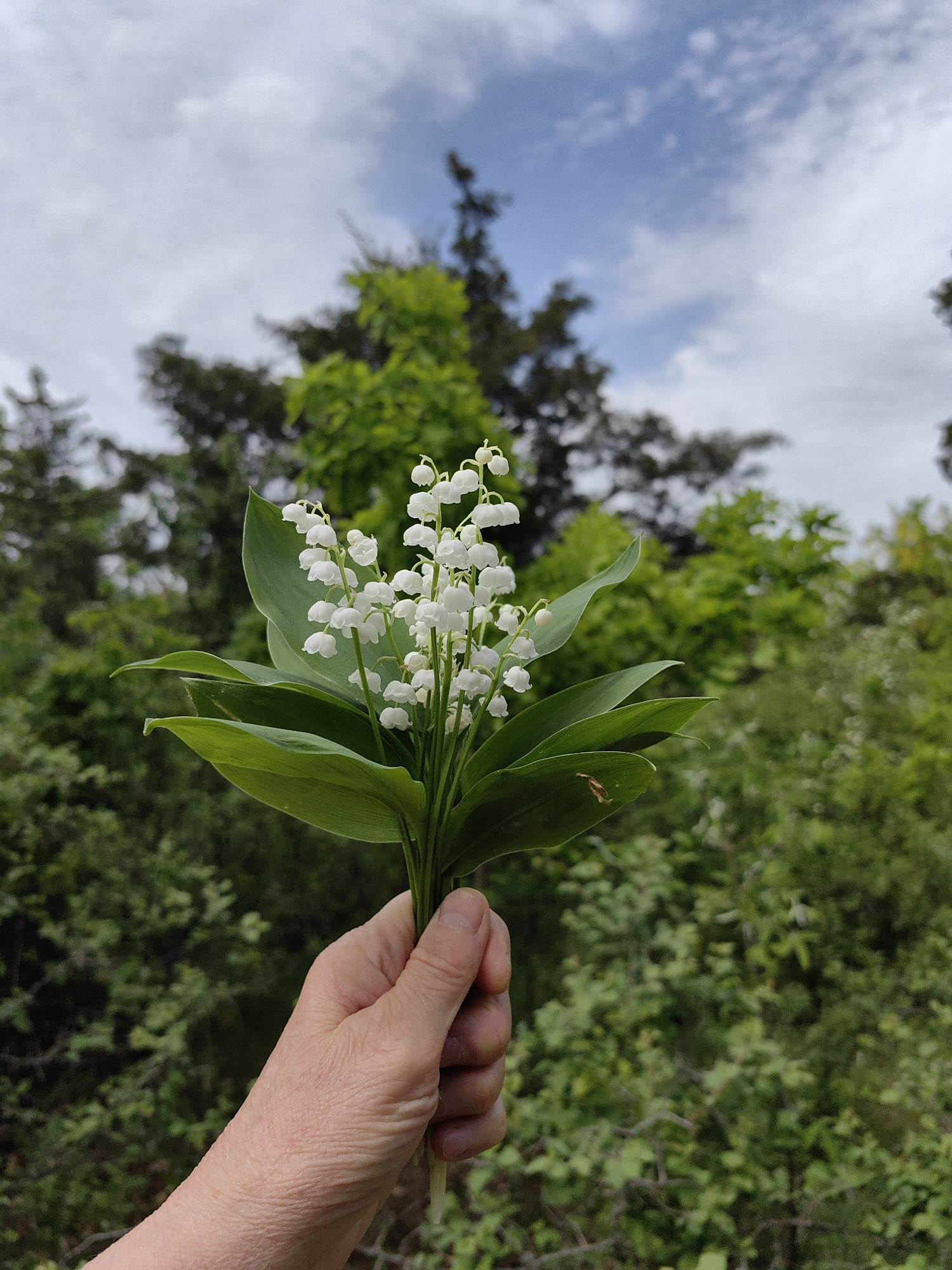 A Caucasian hand holds a bouquet of Lily of the Valley in front of a green wooded area with a blue sky and scattered clouds visible above the trees. The trees and sky are out of focus. There is no indication that this image was taken in Ароматновское сельское поселение, Ukraine.