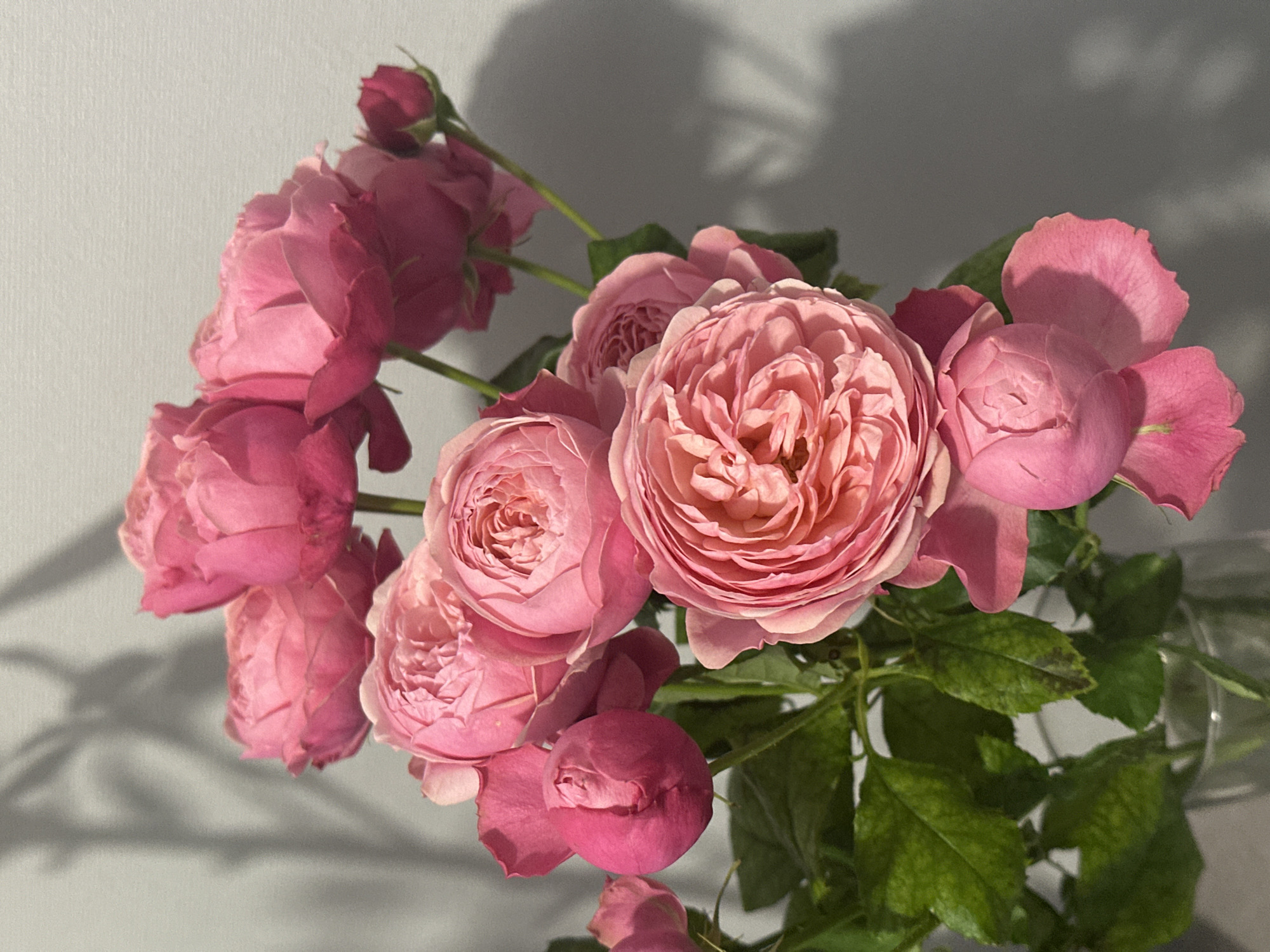 The image shows a bouquet of pink roses in a clear glass vase. The roses are in various stages of bloom, some fully open and others still buds. The leaves of the roses are dark green. The background is a plain light gray wall with shadows cast by the flowers. The location is unknown, and there is no evidence to suggest it is Kazan, Russia.