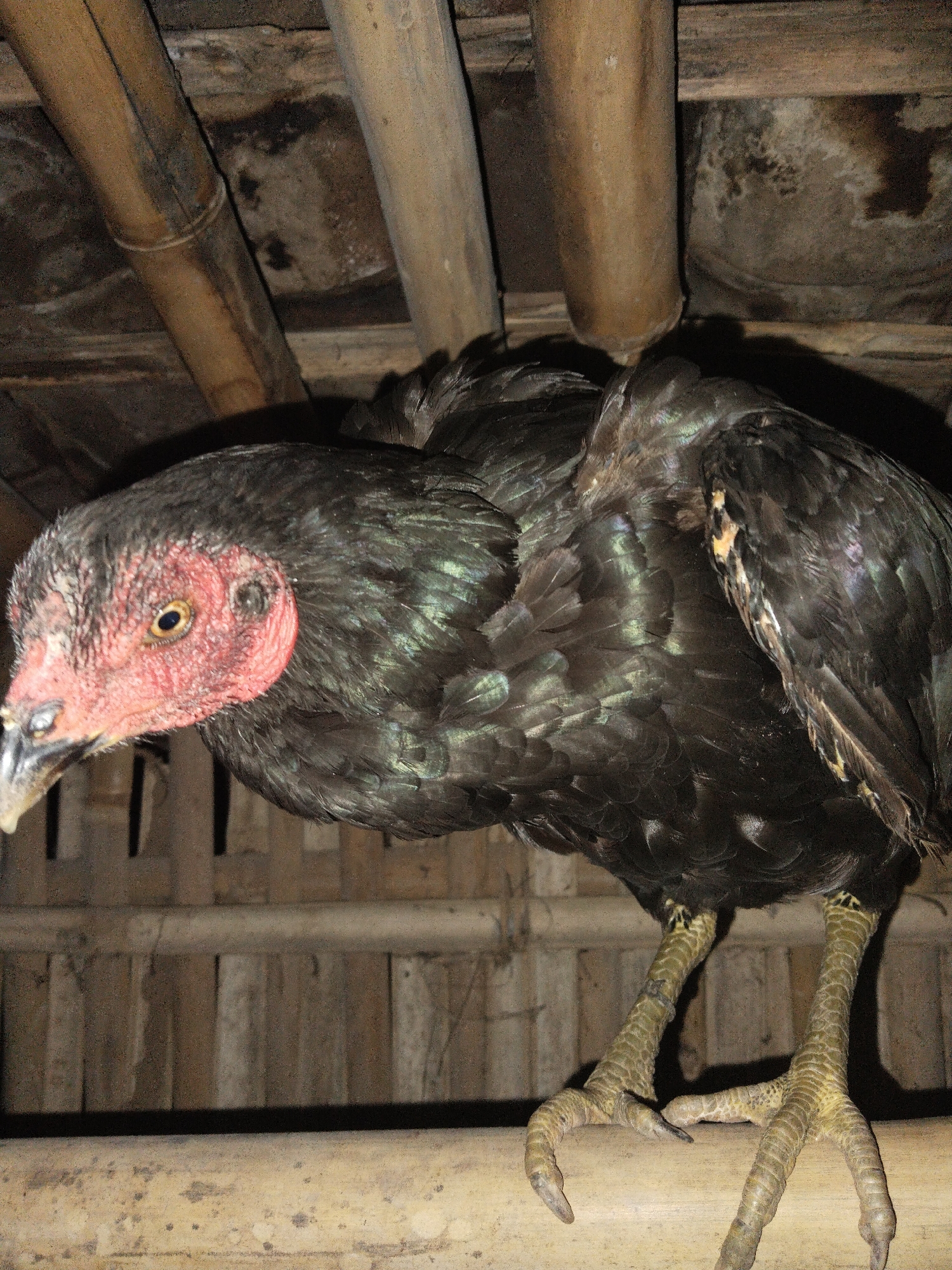 A medium shot captures a black chicken perched on a bamboo structure, presumably within an enclosure. The bird's head is turned towards the left, displaying a red, fleshy face and a light-colored beak. Its body is covered in dark, iridescent feathers. The chicken stands on the bamboo, its scaly legs and feet clearly visible. The background consists of more bamboo, forming the walls and roof of the structure. The setting suggests a rural or agricultural environment. The exact location is unknown.