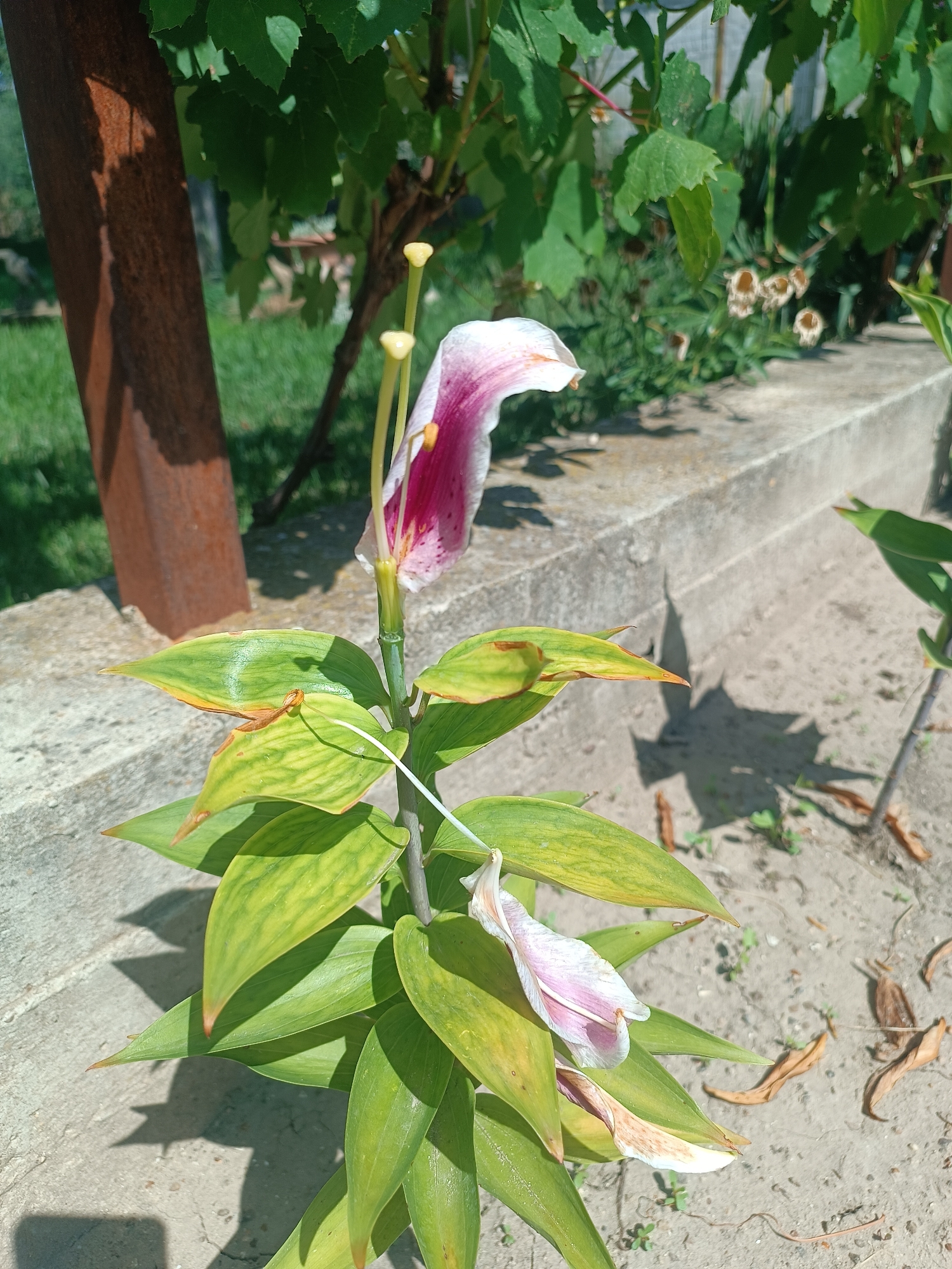 This is a close-up, outdoor, eye-level, full shot photograph of a wilting lily flower and its foliage. The lily is predominantly green with yellowing leaves, some of which have brown edges. The flower itself is white and pink, with visible stamens and pistils. The background features a concrete structure, dry leaves on the ground, and green vegetation. A rusted metal pole is visible on the left side of the image. The lighting suggests it is a sunny day. The location is in Coșnița, Moldova.