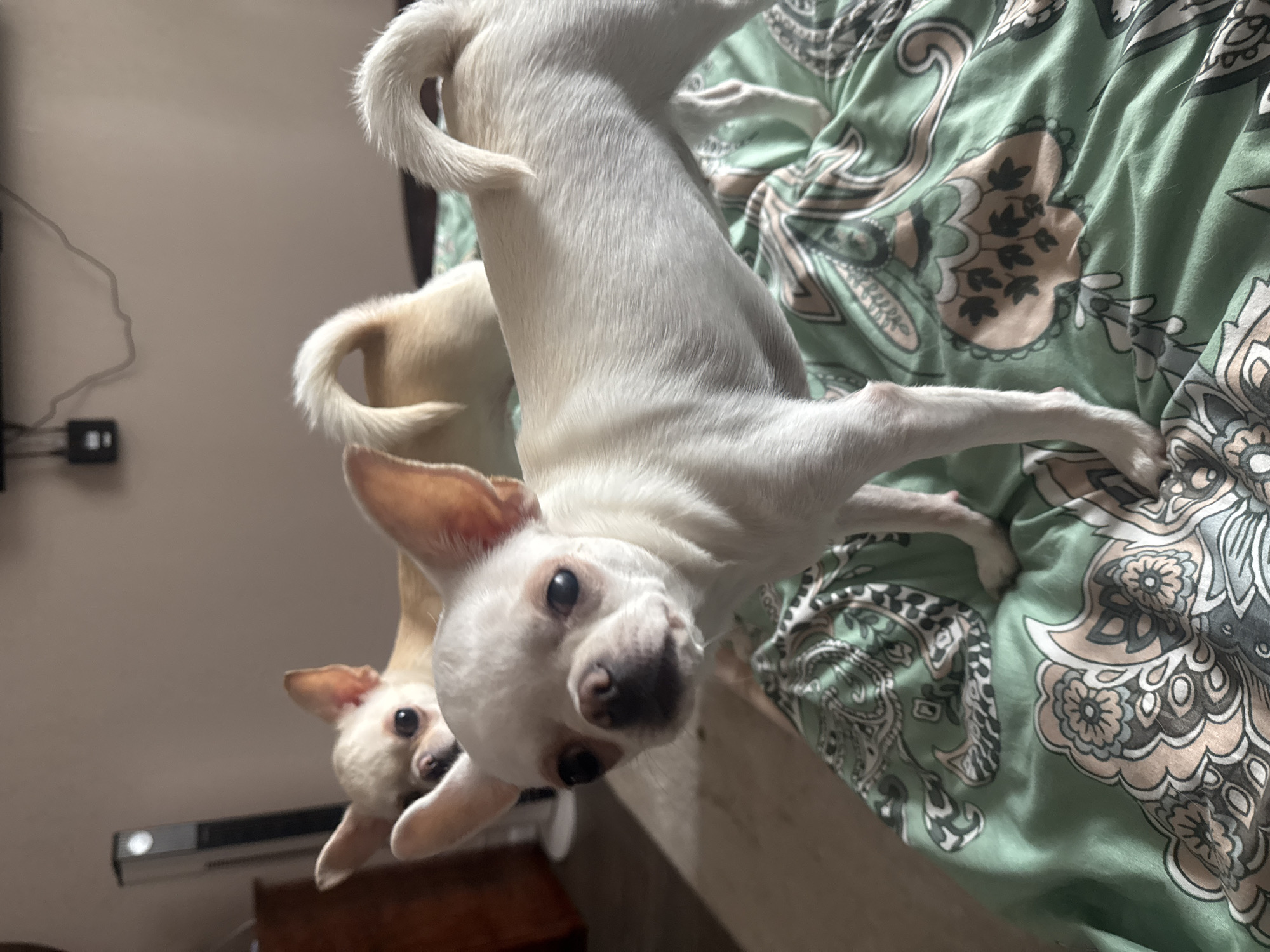 The image shows two small dogs, likely Chihuahuas, on a bed covered with a green patterned comforter. One dog, primarily white with tan markings around its face, is in the foreground, facing the camera. Its ears are perked up, and its eyes are wide. The second dog, mostly tan, is in the background, partially obscured. The scene is indoors, with a wall and a piece of electronic equipment visible in the background. There is no indication of the location being in Novosibirsk, Russia.