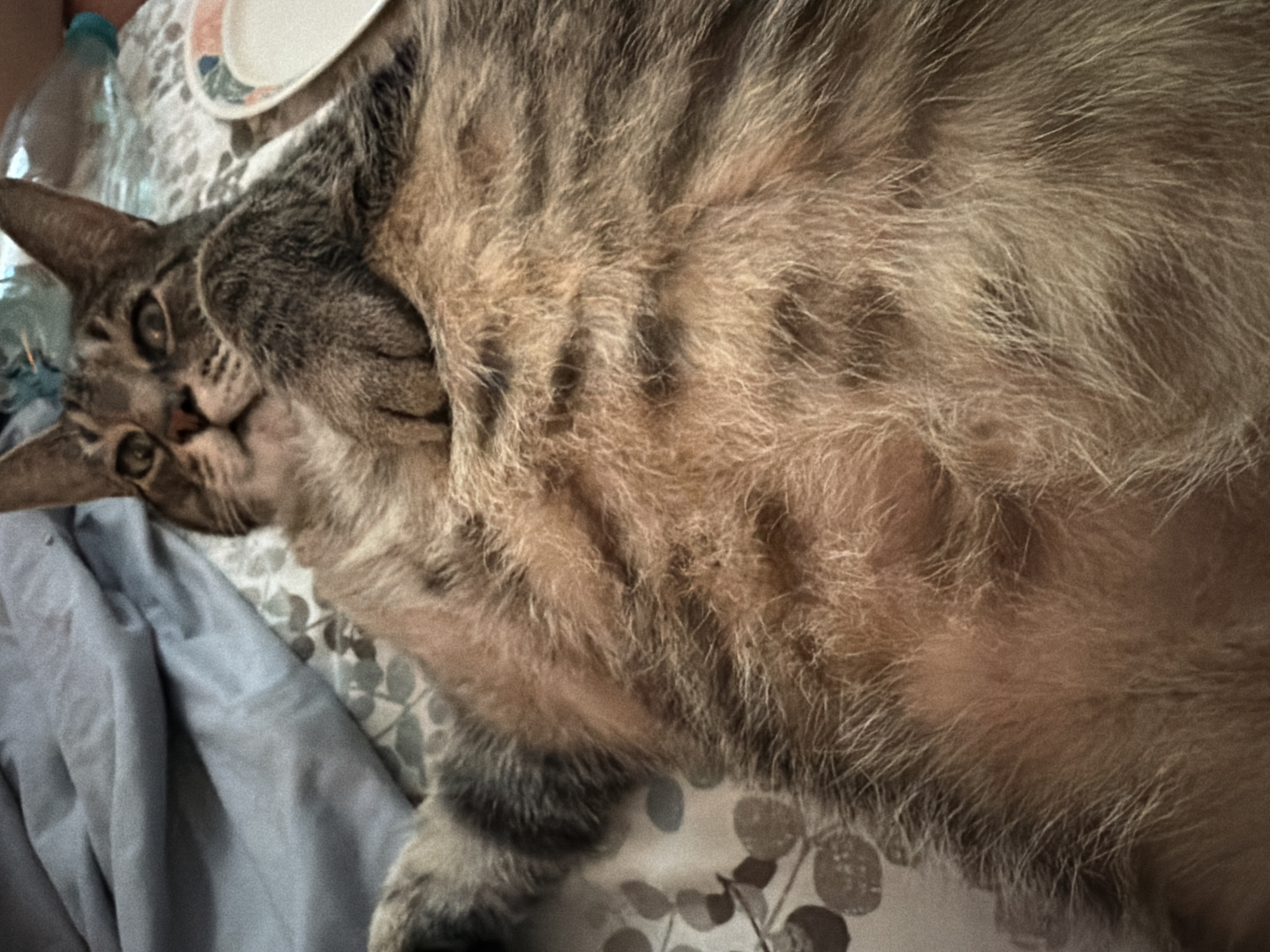 An overhead shot captures a tabby cat lying on its back on a bed. The cat's body takes up most of the frame, with its paws crossed over its stomach. The cat's face is visible, turned to the left, with its eyes open and looking at the camera. The cat's fur is a mix of brown, grey, and black stripes. The background consists of a blue sheet and a patterned duvet cover. A white plate with a colorful rim and a clear plastic bottle are partially visible in the upper right corner. The scene is indoors, likely a bedroom, but there is no specific information to pinpoint the exact location within Portland, United States of America.