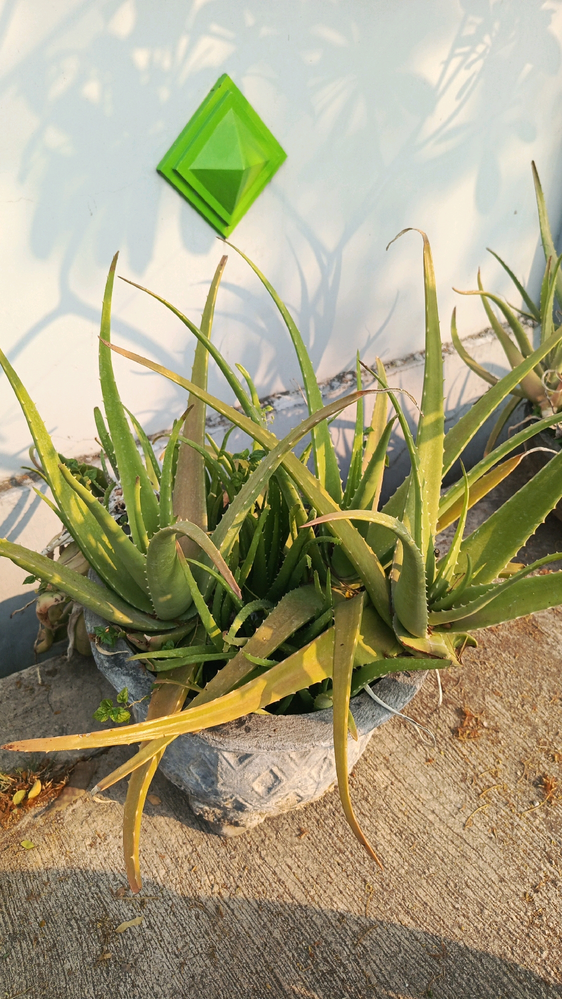 In Cekok, Indonesia, an aloe vera plant in a grey, textured pot sits on a concrete surface. The plant has numerous green, fleshy leaves, some of which are yellowing or browning at the tips. Behind the plant, a white wall is visible, adorned with a small, lime-green, diamond-shaped decorative object. Shadows of foliage are cast across the wall. The ground around the pot is also concrete, with some fallen leaves scattered on it. The lighting suggests it is either early morning or late afternoon.