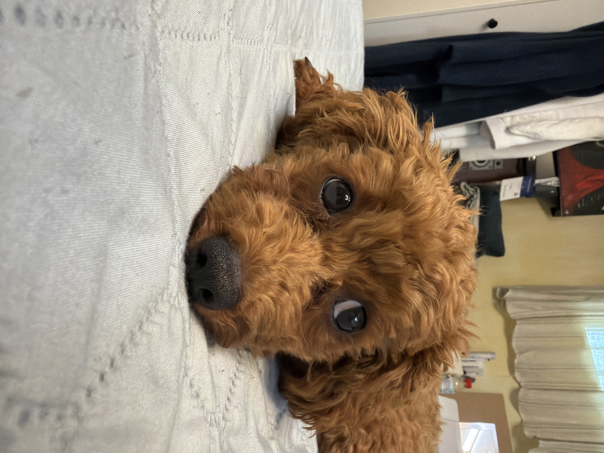 A small, reddish-brown poodle lies on a light gray, textured surface, possibly a bed or couch. The dog's head is lowered, resting on its paws, and its large, dark eyes are looking directly at the camera with a soft expression. Its nose is dark and wet. The background is slightly blurred, showing a doorway with dark clothing hanging on the left, and a window with sheer curtains on the right, behind which there is faint light. A shelf with various items, including bottles and a sewing machine, is visible in the distance. The scene appears to be indoors, in a domestic setting, with no indication of Sofia, Bulgaria.