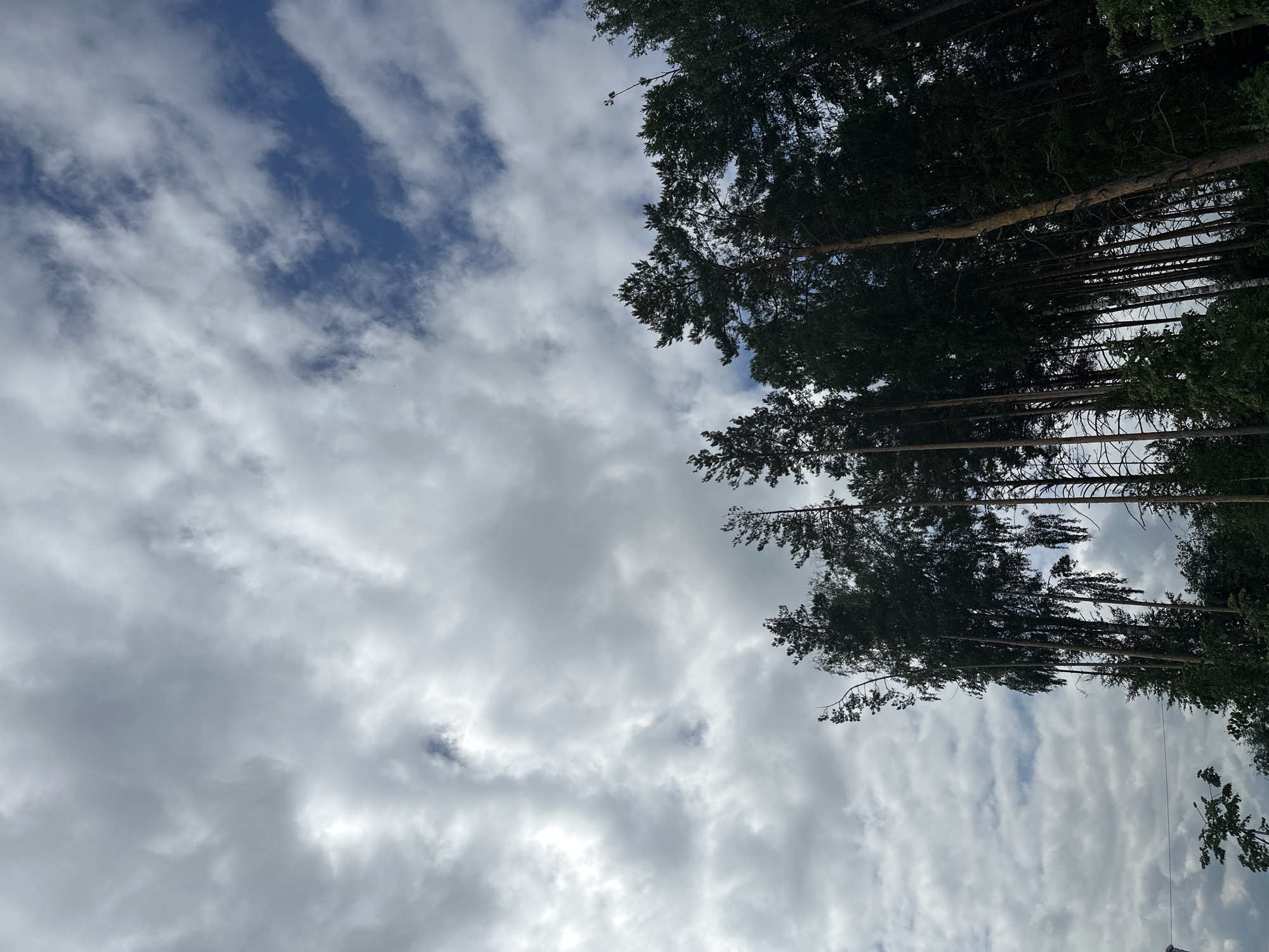 The image captures a view of tall trees reaching towards a cloudy sky, with patches of blue visible. The trees, predominantly conifers and some deciduous trees, form a dense canopy. The cloudy sky is a mix of dark grey and white clouds, with streaks of blue suggesting a partially overcast day. The perspective is from below, looking upwards at the trees and sky. There are no people, animals, or man-made structures clearly visible in the foreground or midground, though a hint of a power line can be seen in the lower left portion of the frame. The overall scene suggests an outdoor environment, possibly a forest or park area within a city. The location is identified as Yekaterinburg, Russia, though the specific area is not identifiable from the visual information alone.
