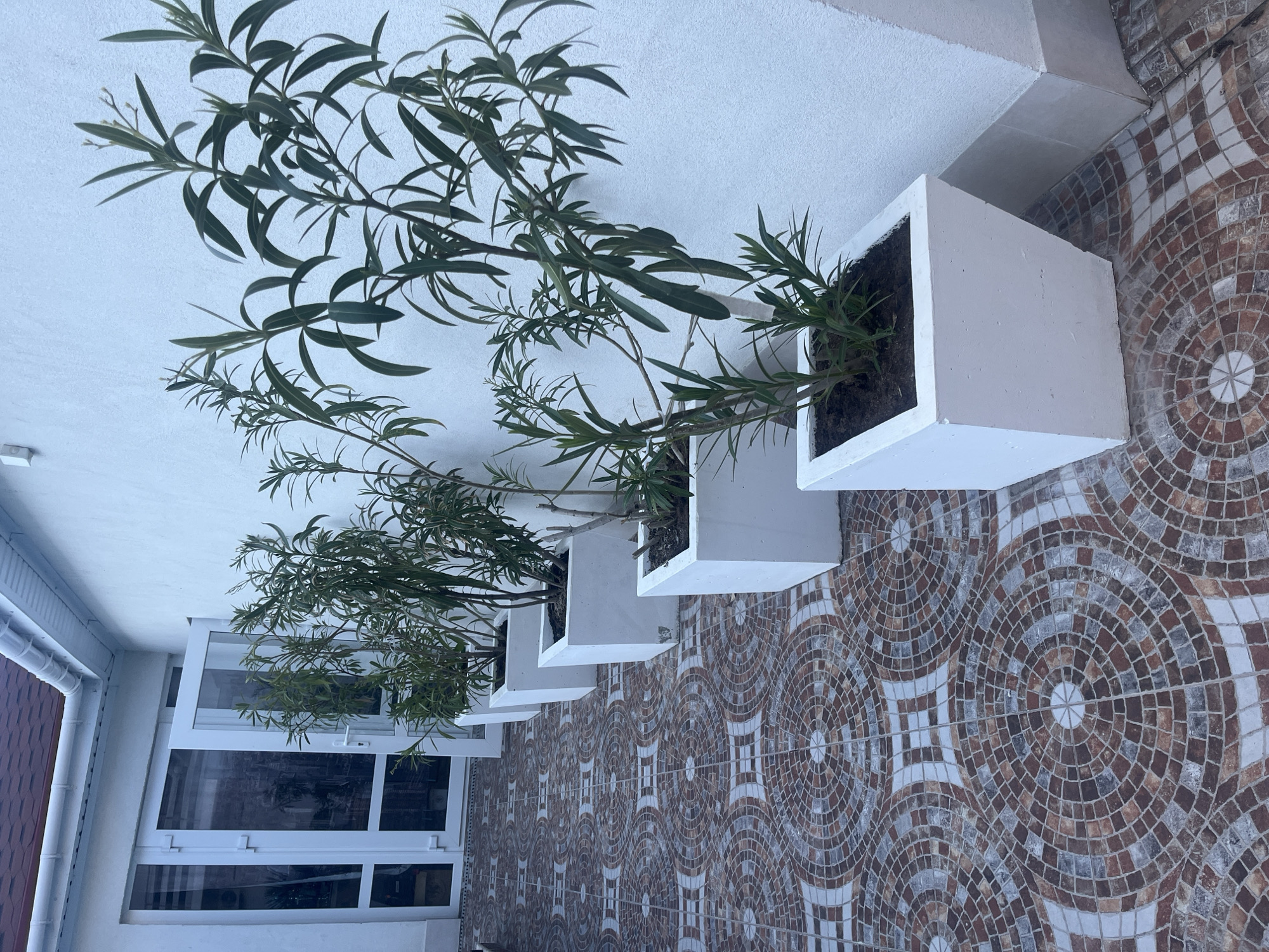 The image shows a row of four white square planters with green plants in them. The planters are arranged linearly along a tiled surface with a circular pattern in shades of brown, white, and gray. The background consists of a white wall and a window with white frames. The plants have long, narrow leaves. The image appears to be taken in an outdoor or semi-outdoor setting. There are no people or animals visible in the image. The location is Unknown, Unknown.