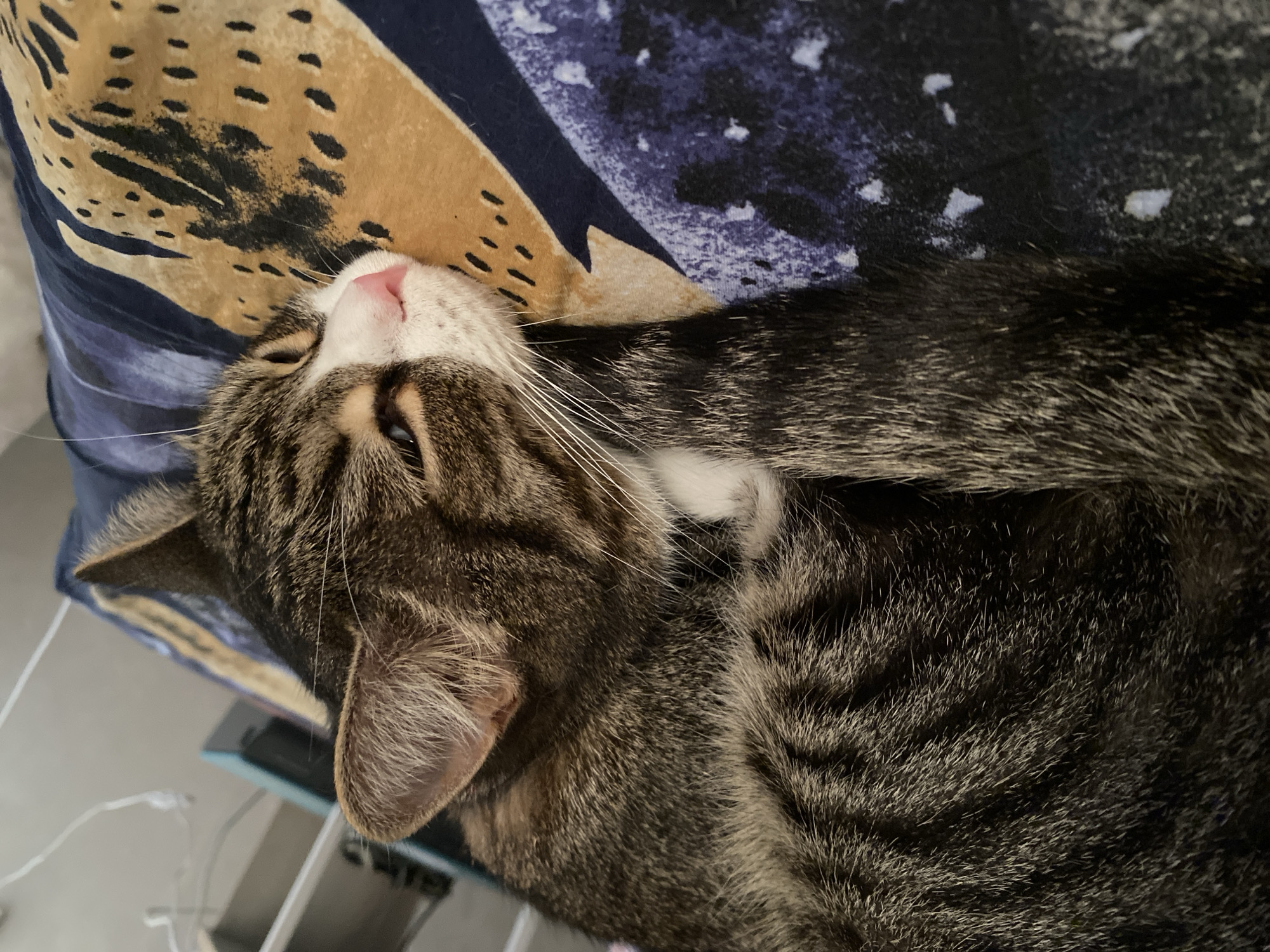 A tabby cat is sleeping on a patterned surface, likely a blanket or bedspread, with predominantly dark blue and tan colors. The cat is curled up on its side, with its head resting on its paws. Its fur is a mix of brown, black, and gray stripes, with white markings on its chest and muzzle. The cat's eyes are closed, and its nose is a soft pink. The background appears to be an indoor setting, with blurred furniture and possibly electronic devices visible in the distance. There is no indication of the specific location in the city of Orenburg, Russia, within the image itself.