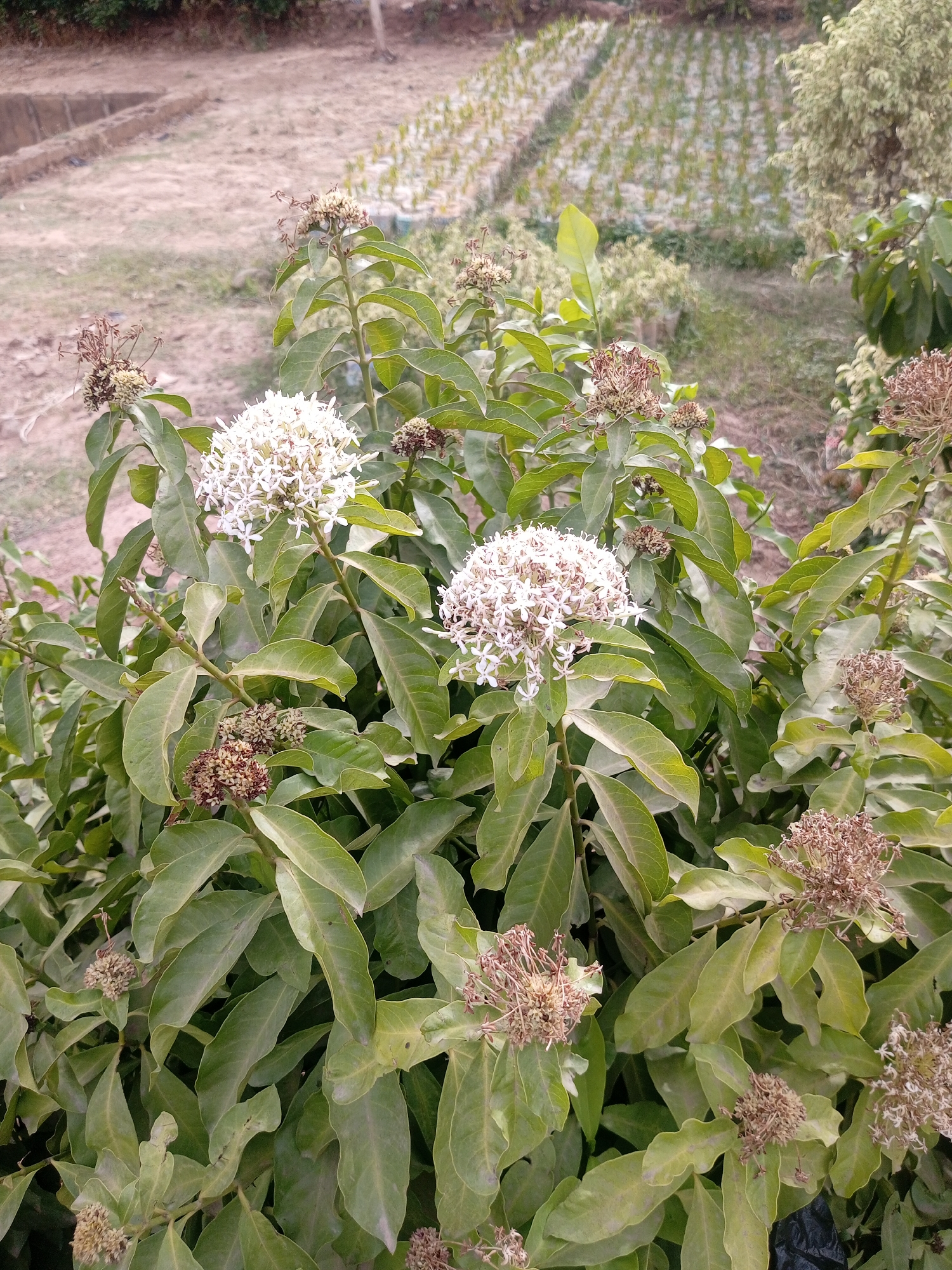 The image depicts a bush with white flowers and large green leaves. Some of the flower clusters appear to be dead or dying, having turned brown. In the background, there is a cultivated field or garden with rows of plants. The location is Unguwan Dosa, Nigeria, as specified. There are no people visible in the image. The focus is primarily on the bush and its floral details. The environment appears to be a garden or agricultural setting.