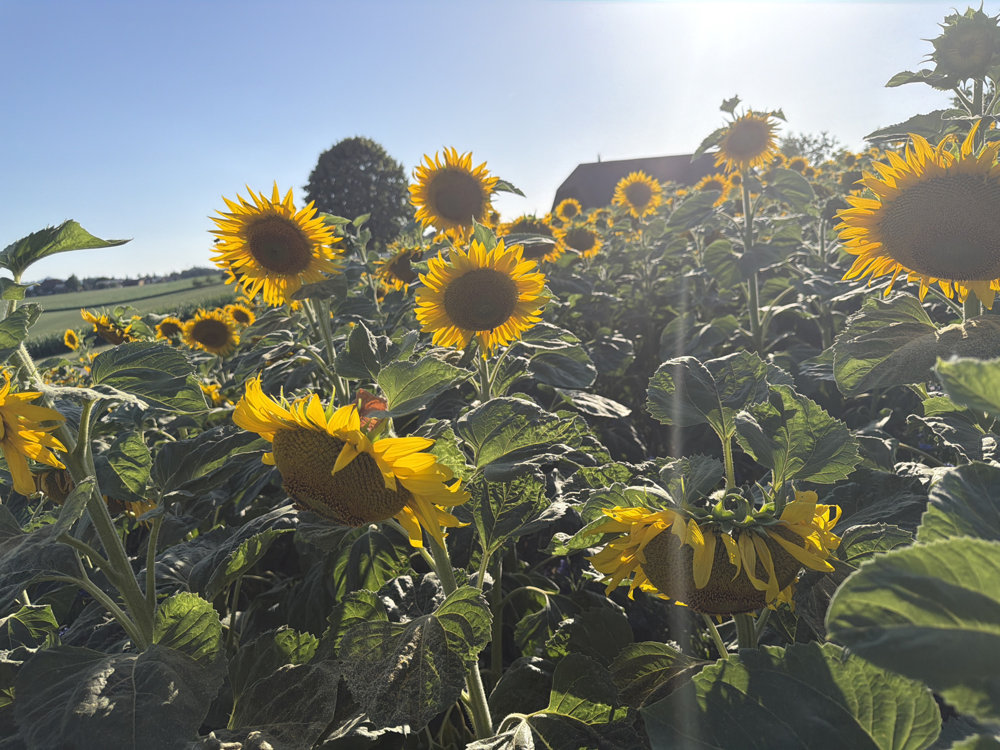 A field of sunflowers in Ufhusen, Switzerland, is captured under a clear blue sky with bright sunlight. The image focuses on several sunflowers in varying stages of bloom and orientation. Some face directly towards the viewer, their yellow petals radiating outward from dark centers. Others are bent over, their heavy heads bowing downwards. The leaves of the sunflowers are large and green, some with a slightly dusty texture. In the background, more sunflowers stretch into the distance, creating a dense, golden expanse. A few trees are visible on a gentle slope behind the field, and a building with a dark roof, possibly a barn or farmhouse, is situated further back, suggesting a rural setting. The sunlight creates lens flares and highlights, illuminating the scene and casting shadows. There are no people visible in the image.