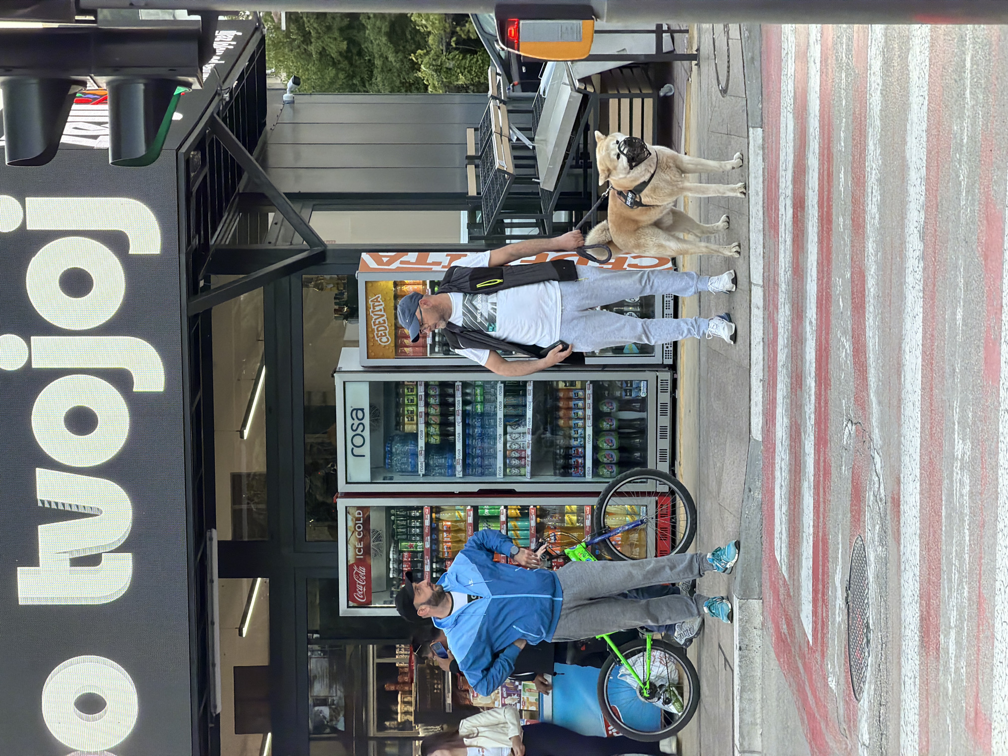Captured in Budva, Montenegro, the image presents a street scene where two men are present, each engaged in distinct activities. One man is seen walking a light-colored dog, fitted with a muzzle, across a pedestrian crosswalk marked with alternating white and red stripes. The man is wearing a white t-shirt, grey sweatpants, a dark vest, a baseball cap, and white sneakers. The other man, clad in a light blue jacket and grey pants, is standing alongside a green and blue bicycle.
The backdrop features a commercial establishment with glass windows and Coca-Cola branded refrigerators stocked with beverages. A sign with the words "o tvojoj m" is visibly displayed. The environment suggests an urban setting during daylight. The image has been taken with the camera in a sideways orientation, which alters the perspective of the scene.