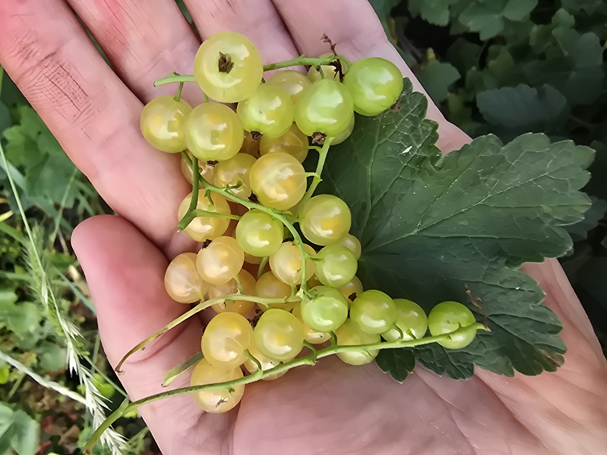 A person's hand is holding a cluster of unripe white currants. The currants are small, round, and translucent, with a slight green to yellowish hue. They are attached to thin green stems, forming a raceme. One large, serrated green leaf of the currant plant rests on the palm of the hand. The background is blurred, showing green foliage and hints of grass, suggesting an outdoor environment, possibly a garden or natural setting. The image does not contain information that places it in the city of Ермолаево, Russia.