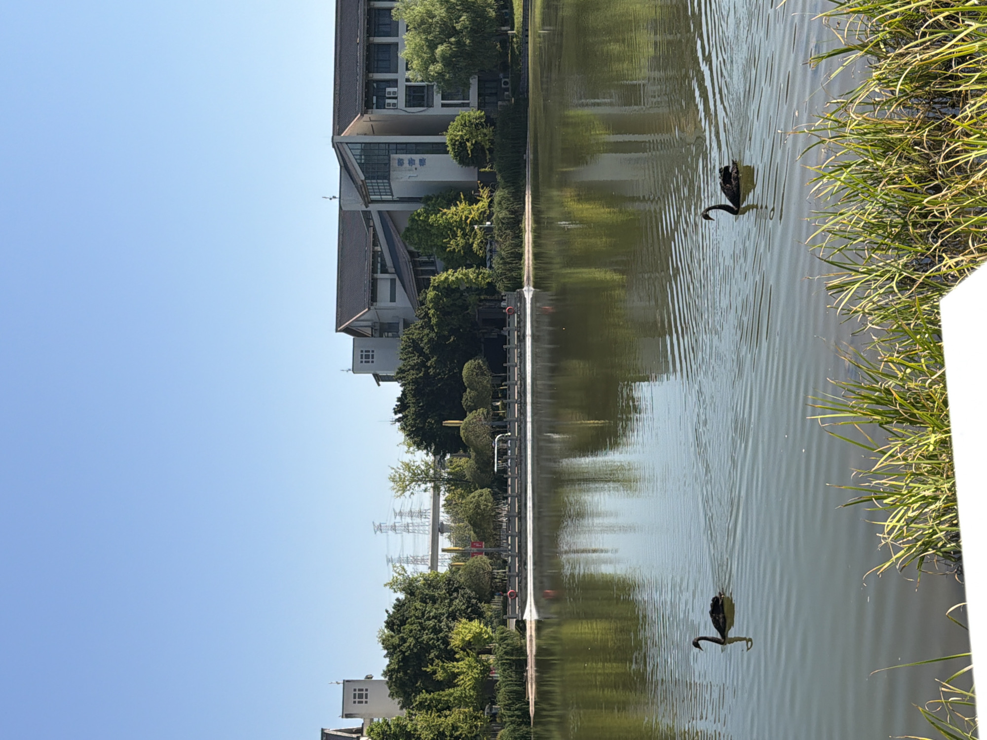 This is a photograph taken in Jiangjin, China, featuring a serene lake scene. The image captures two black swans swimming in the calm water. On the far bank of the lake, there is a row of lush green trees and vegetation, with several modern buildings constructed behind them. These buildings appear to be a mix of administrative or educational structures, indicated by their architectural style and the presence of windows and air conditioning units. In the distance, transmission towers and overhead power lines suggest the presence of a nearby power infrastructure, common in urban or semi-urban environments. The sky above is a clear, bright blue. The foreground is partially occupied by tall, dry reeds and grass. The reflection of the buildings and trees is visible on the water's surface, creating a symmetrical effect.