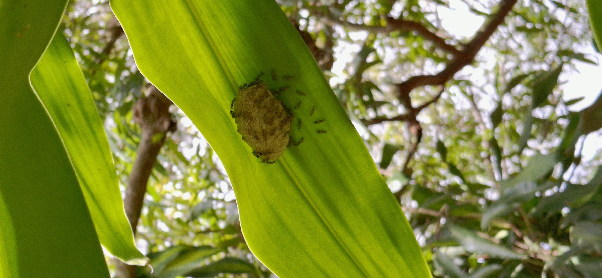 An outdoor, close-up shot focuses on a nest of insects, possibly ants or termites, built on the underside of a large, green leaf. The nest is oval-shaped and appears to be constructed from organic material. Several small, dark insects are visible clustered around the nest and on the leaf's surface. The leaf is positioned diagonally within the frame, with another large green leaf partially obscuring the top left corner. The background is blurred and shows green foliage and tree branches, suggesting a natural, outdoor environment. The overall lighting indicates it is daytime. No people are present in the image. The location is specified as the city of Vallecito, Venezuela.