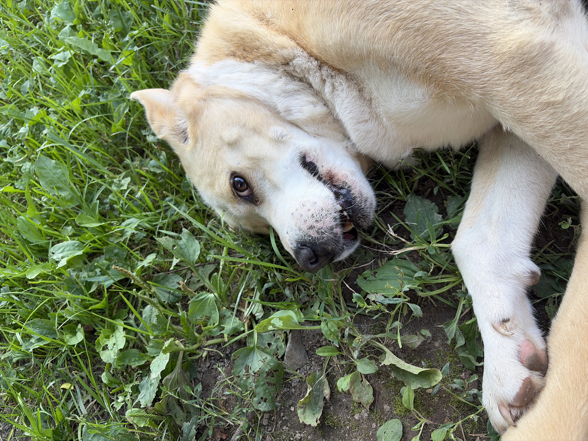 A light-colored dog lies on its side in the grass, facing left. Its mouth is slightly open, revealing its teeth. The dog's fur is a mix of cream and tan. The ground is covered with green grass and some dirt. The scene is outdoors and appears to be in a natural setting. There is no indication of the city of Belaya, Russia, or any specific urban features.