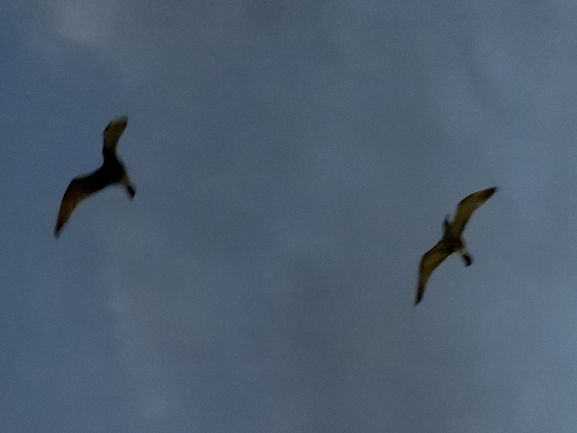 Two birds are flying in the sky. The sky is a gray-blue color. The location is unknown.
